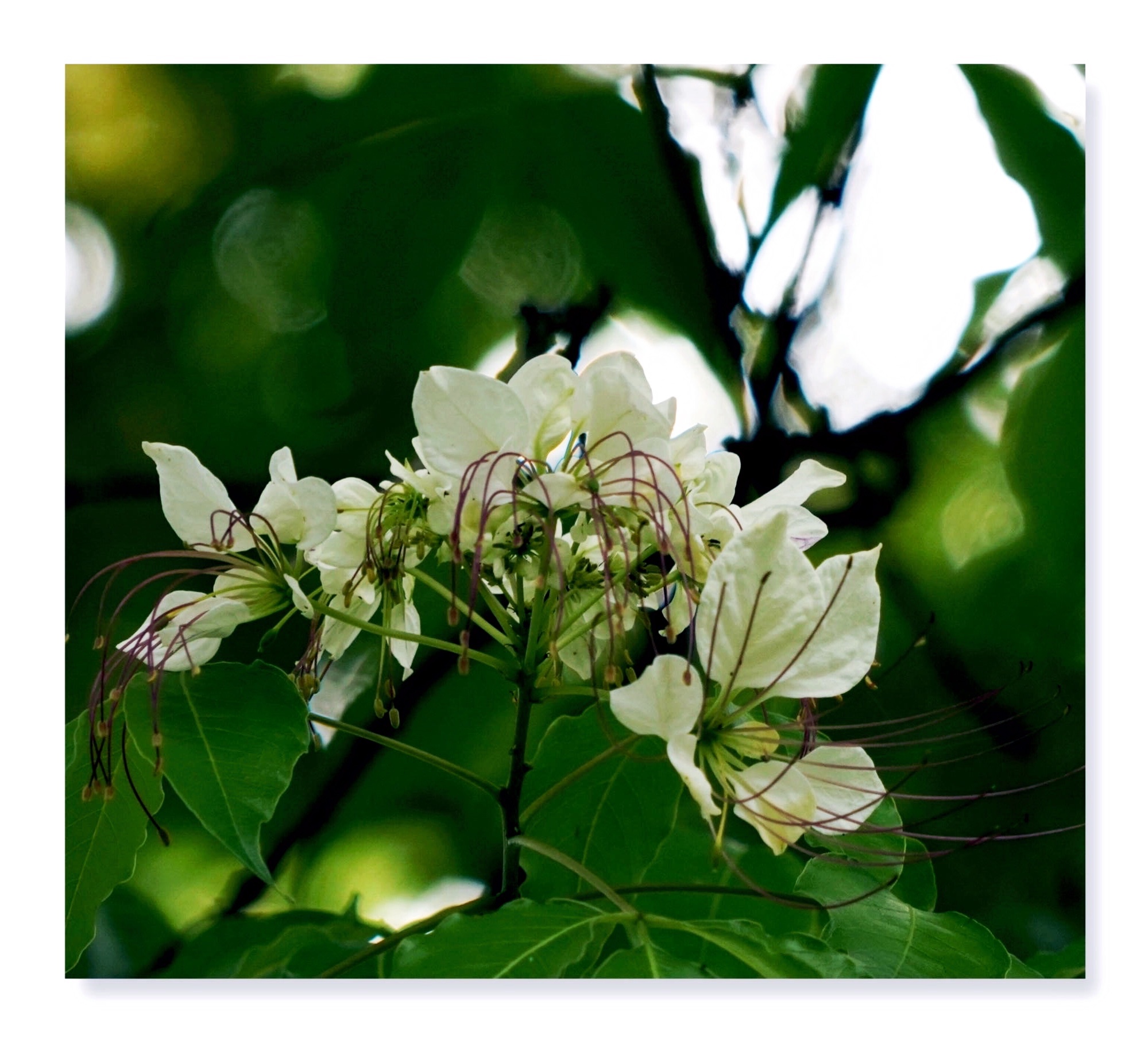 鱼木花(首发)