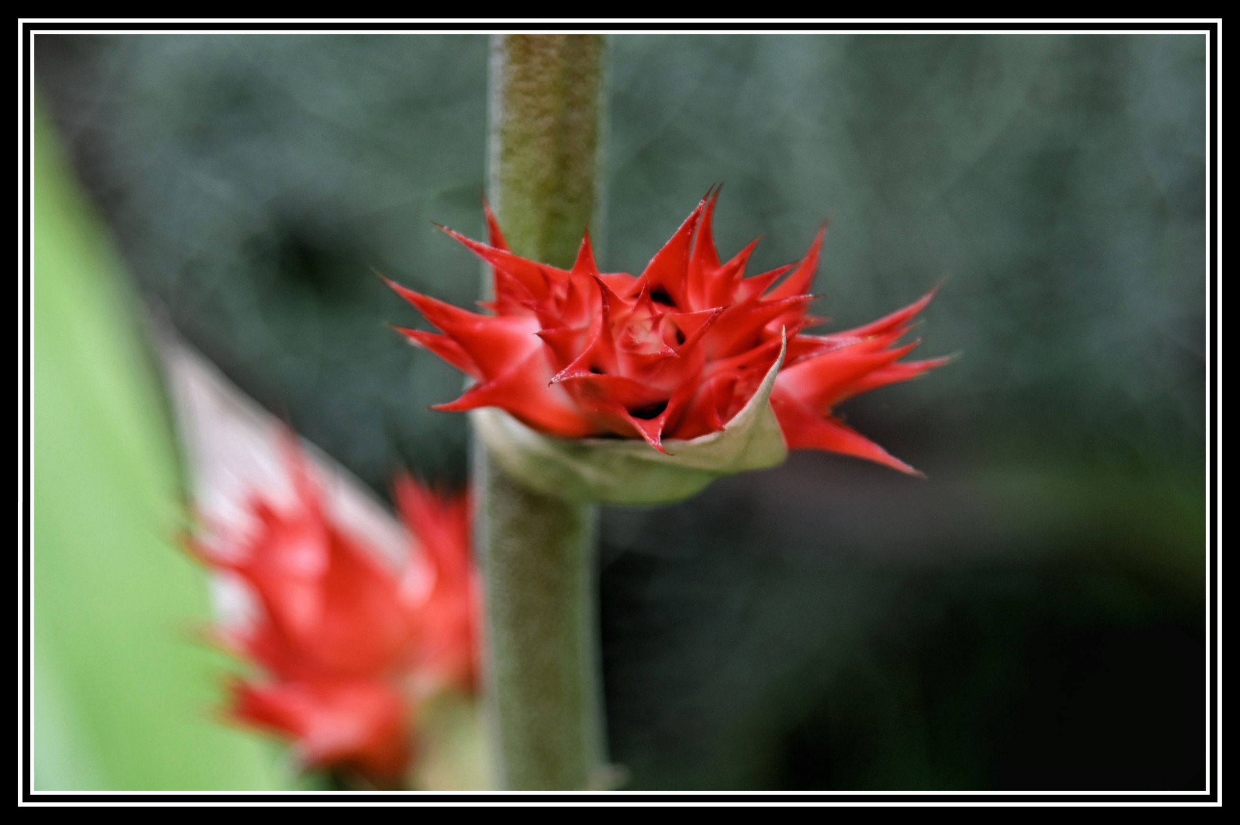 热带植物种类繁多,比如有椰子,槟榔,凤梨,蝴蝶兰,海芋,竹芋