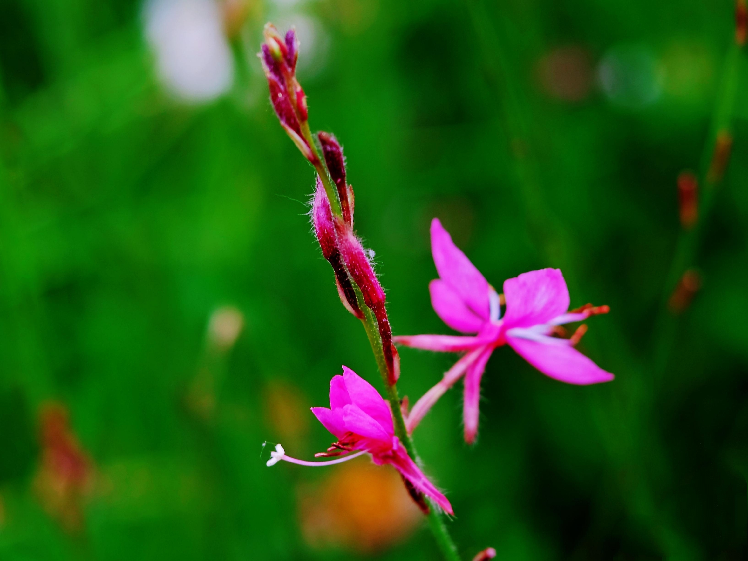 灵动秀气山桃草花