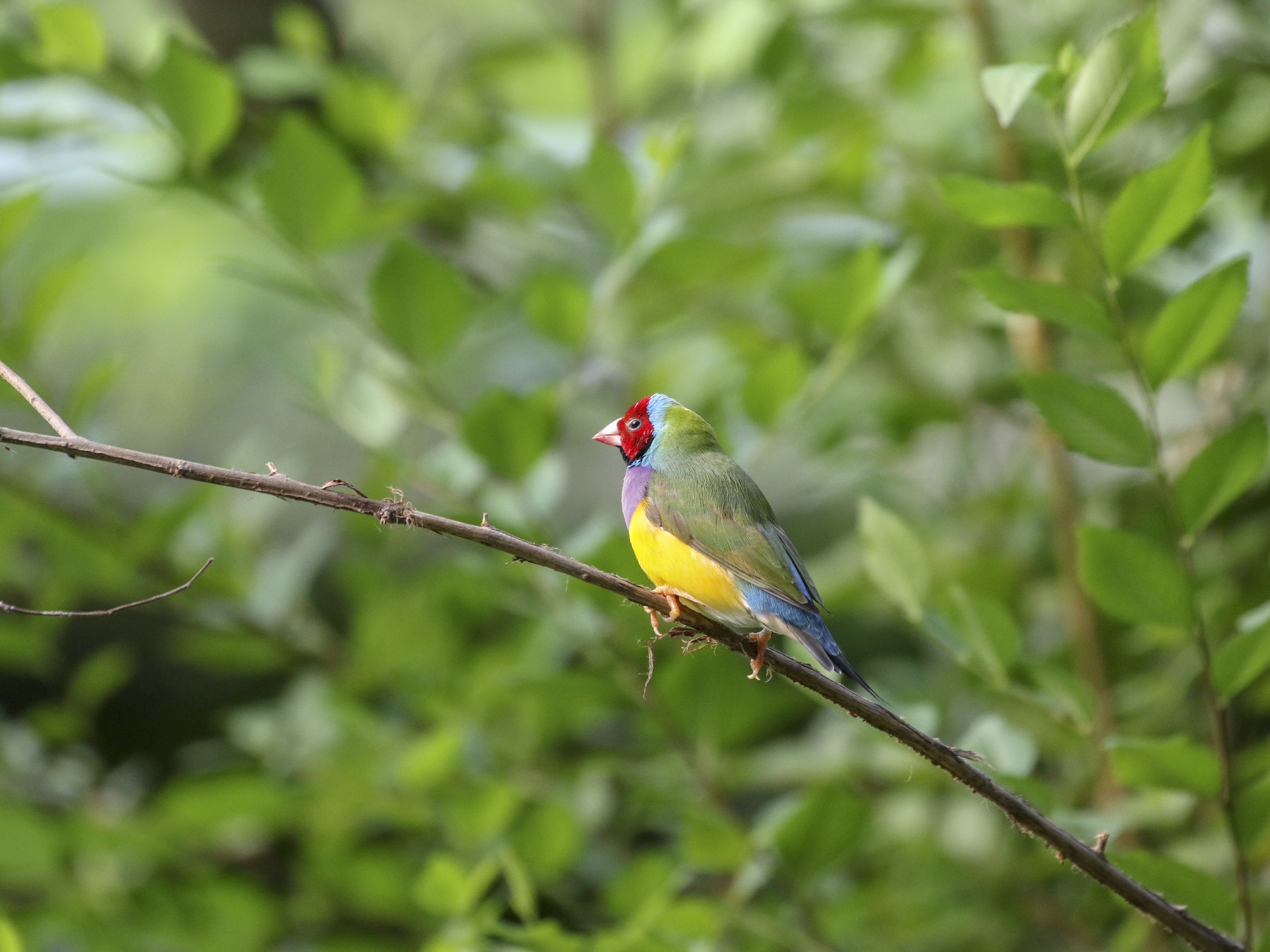 七彩文鸟vv首发