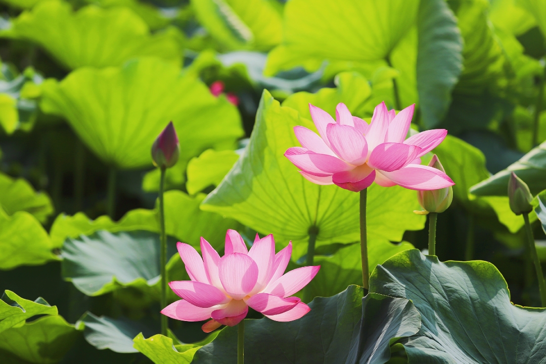 六月荷花好风景
