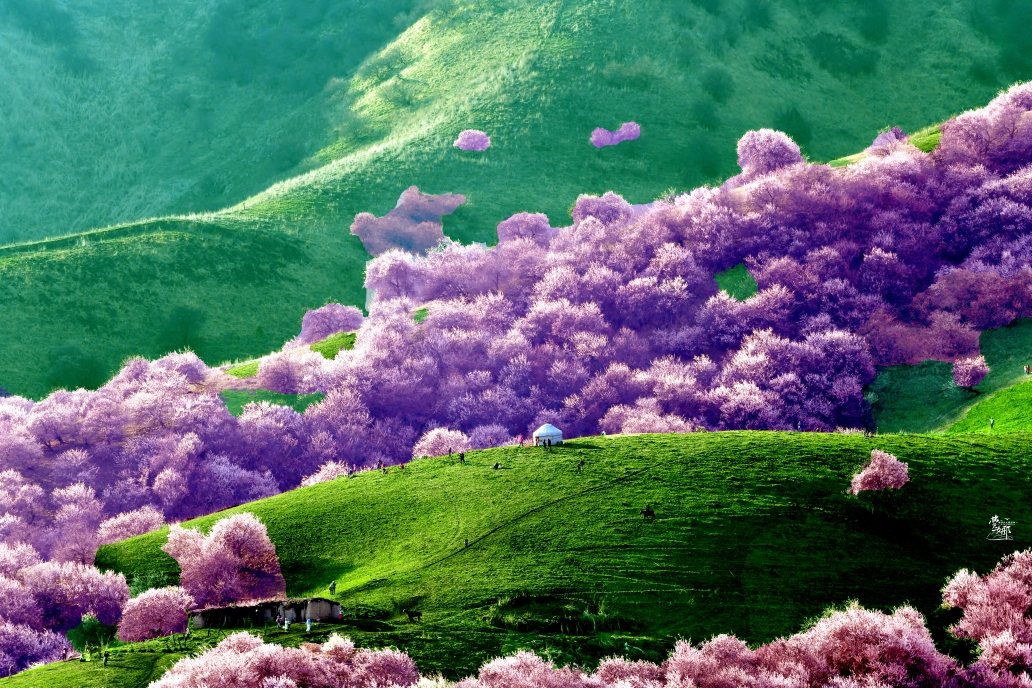 2021春-追花人～伊犁杏花沟旅摄杏花掠影(3)