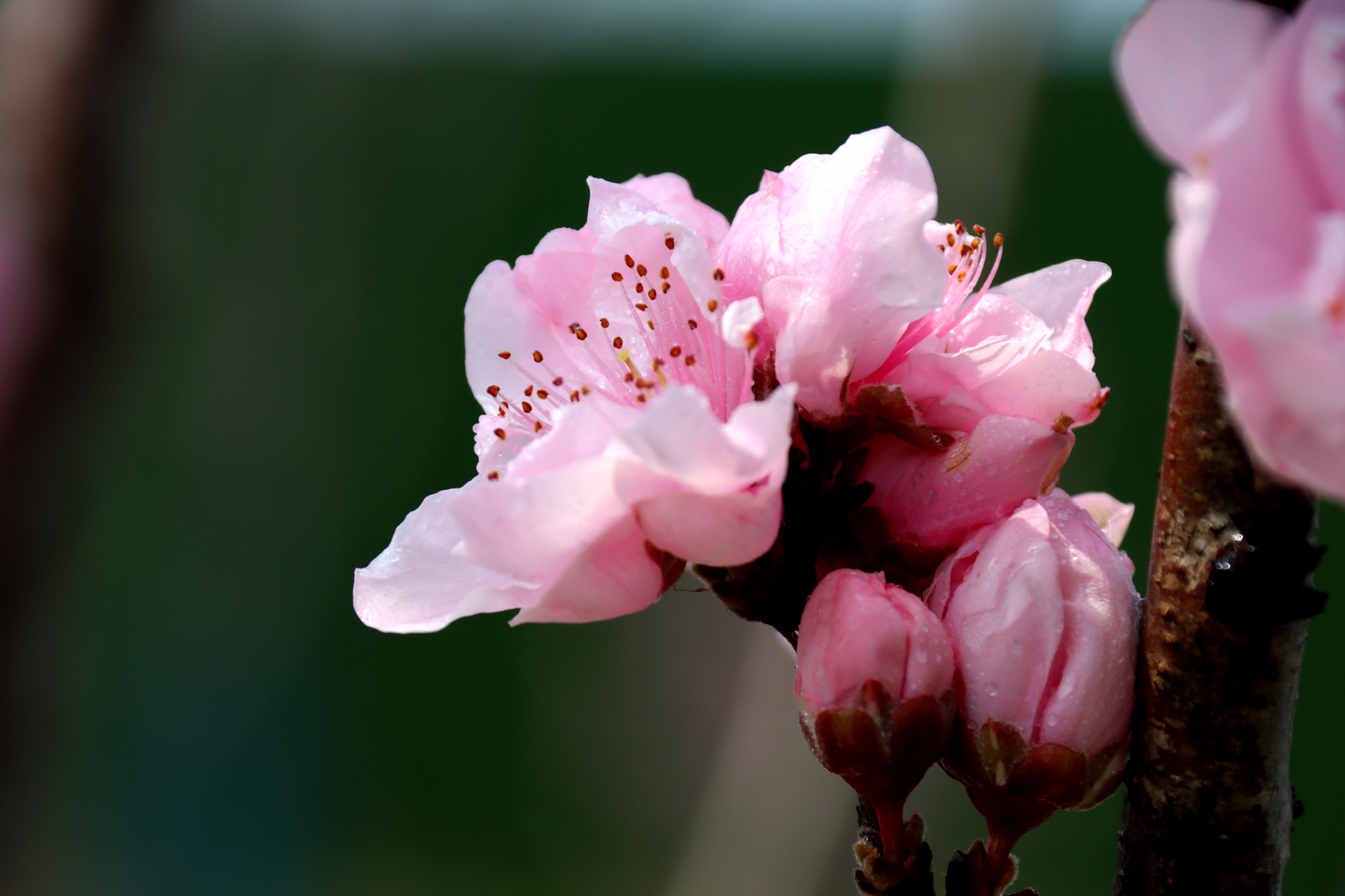 染成了花的海洋 樱花占了主角 最喜欢春樱花 含苞待放的花骨朵 带着