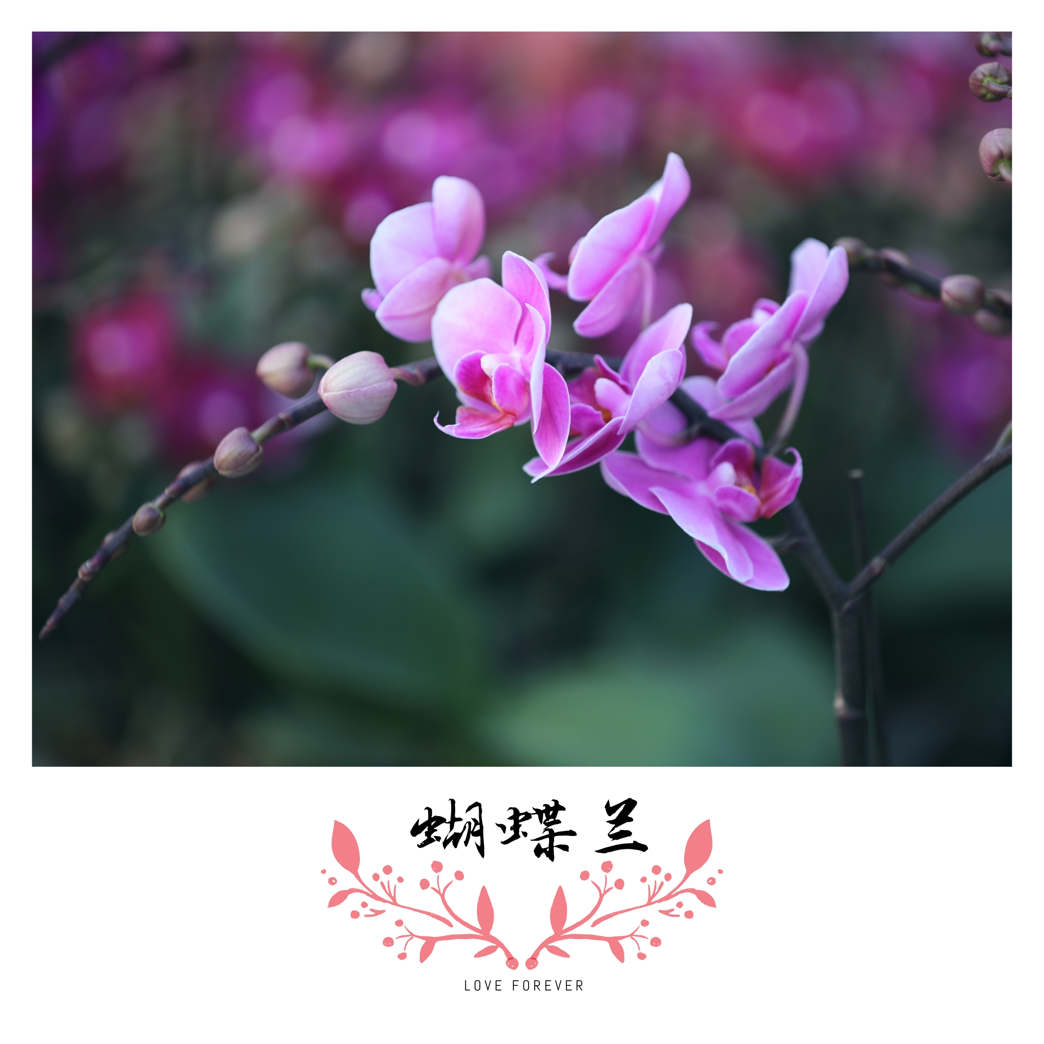 花中君子指的是什么(花中君子指的是什么意思解释)