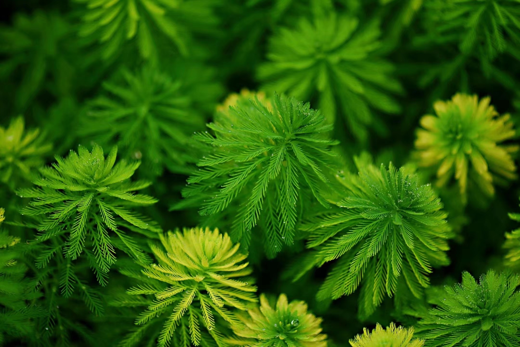 首发粉绿狐尾藻