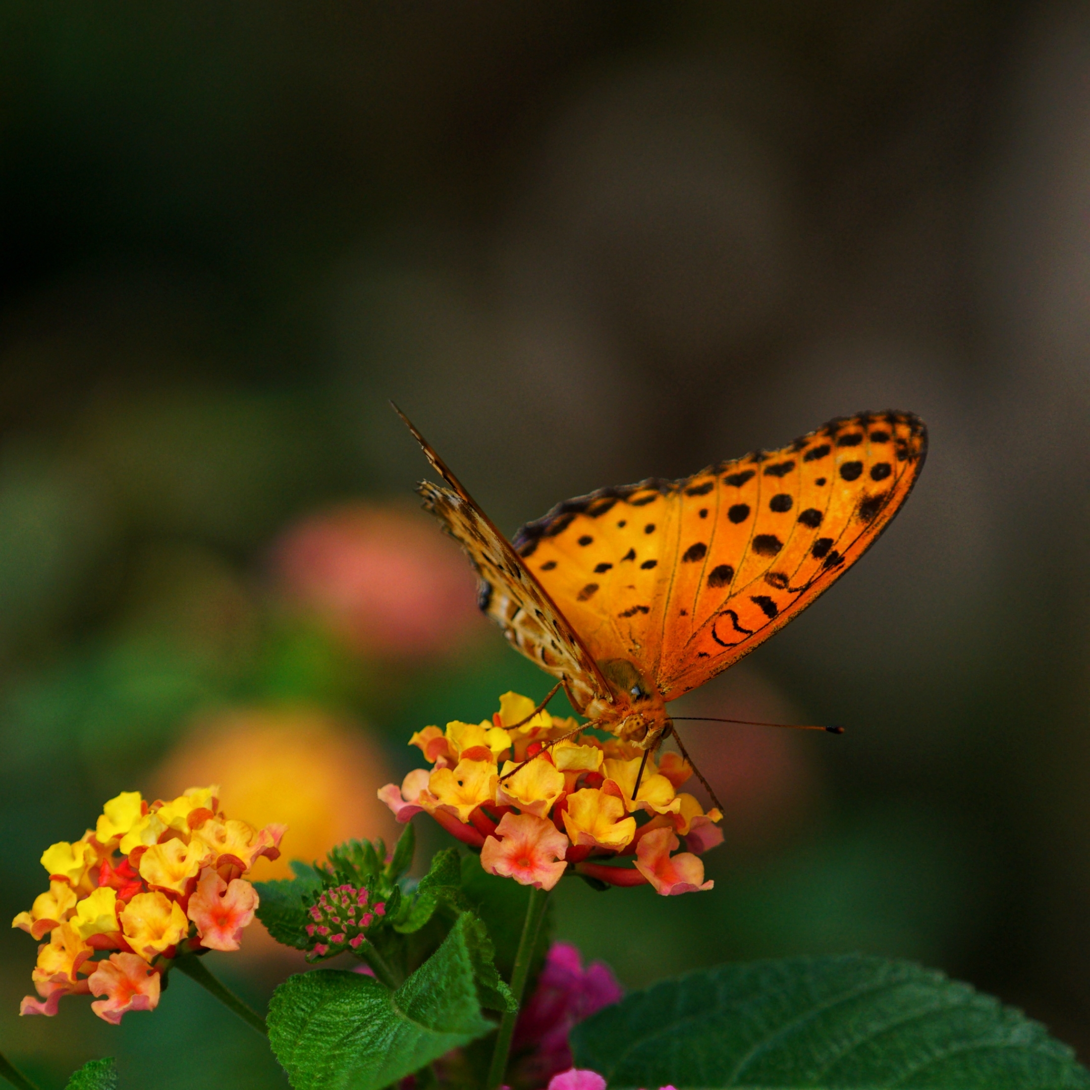 蝶兒採花蜜