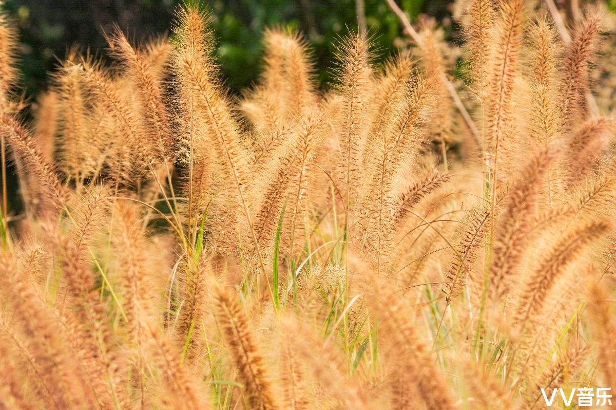 狗尾草的秋天也很炫