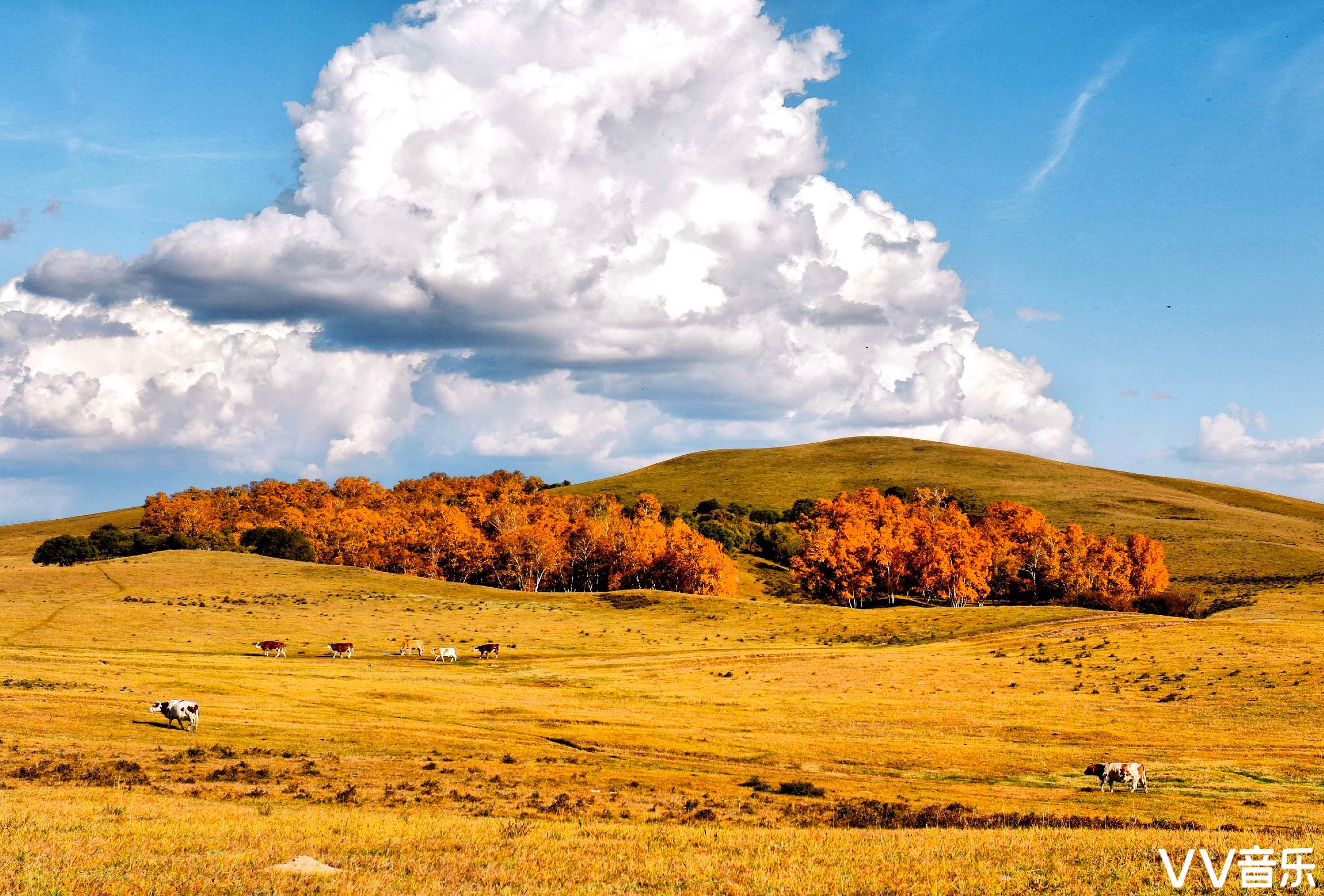 金秋坝上之贡格尔草原