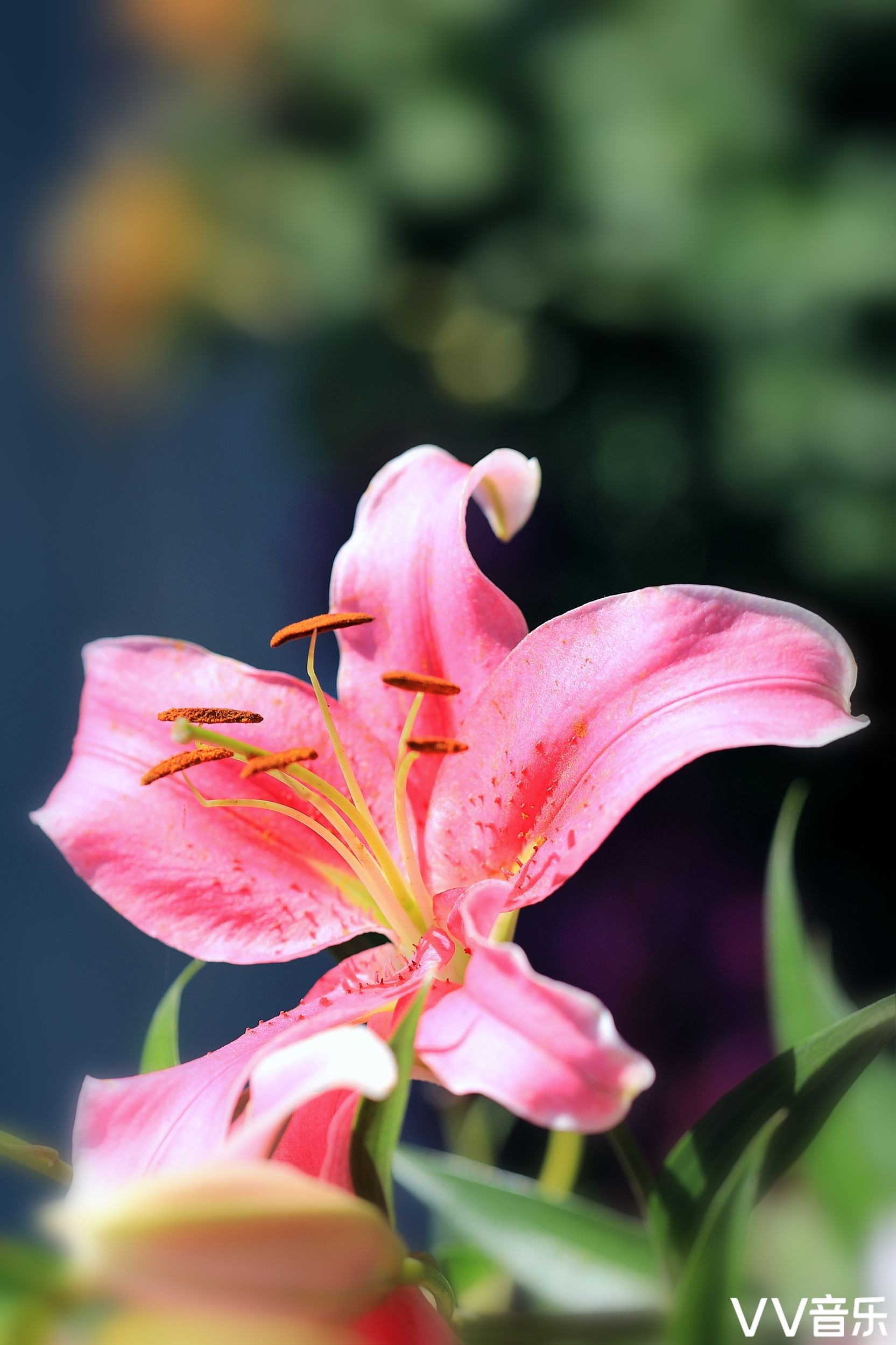 微距百合花