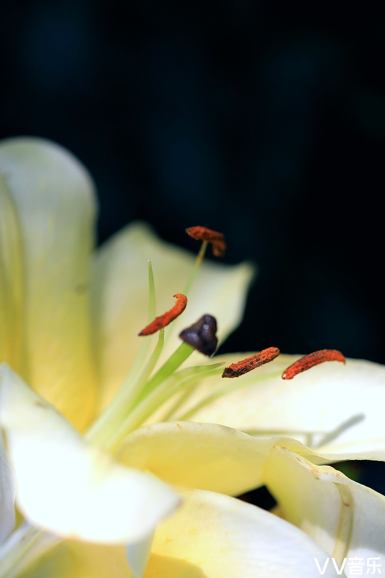 微距百合花