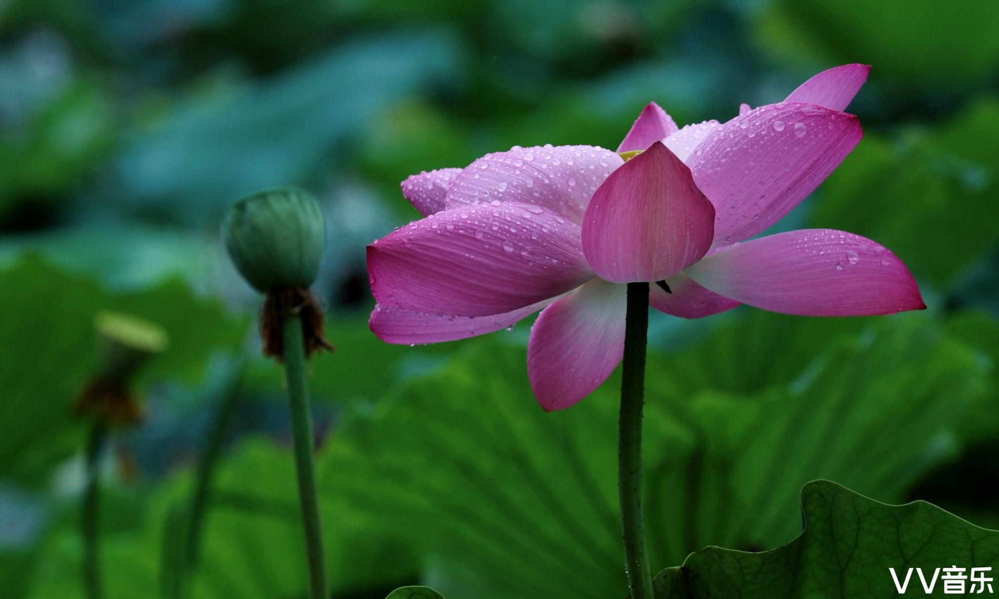 雨中荷花