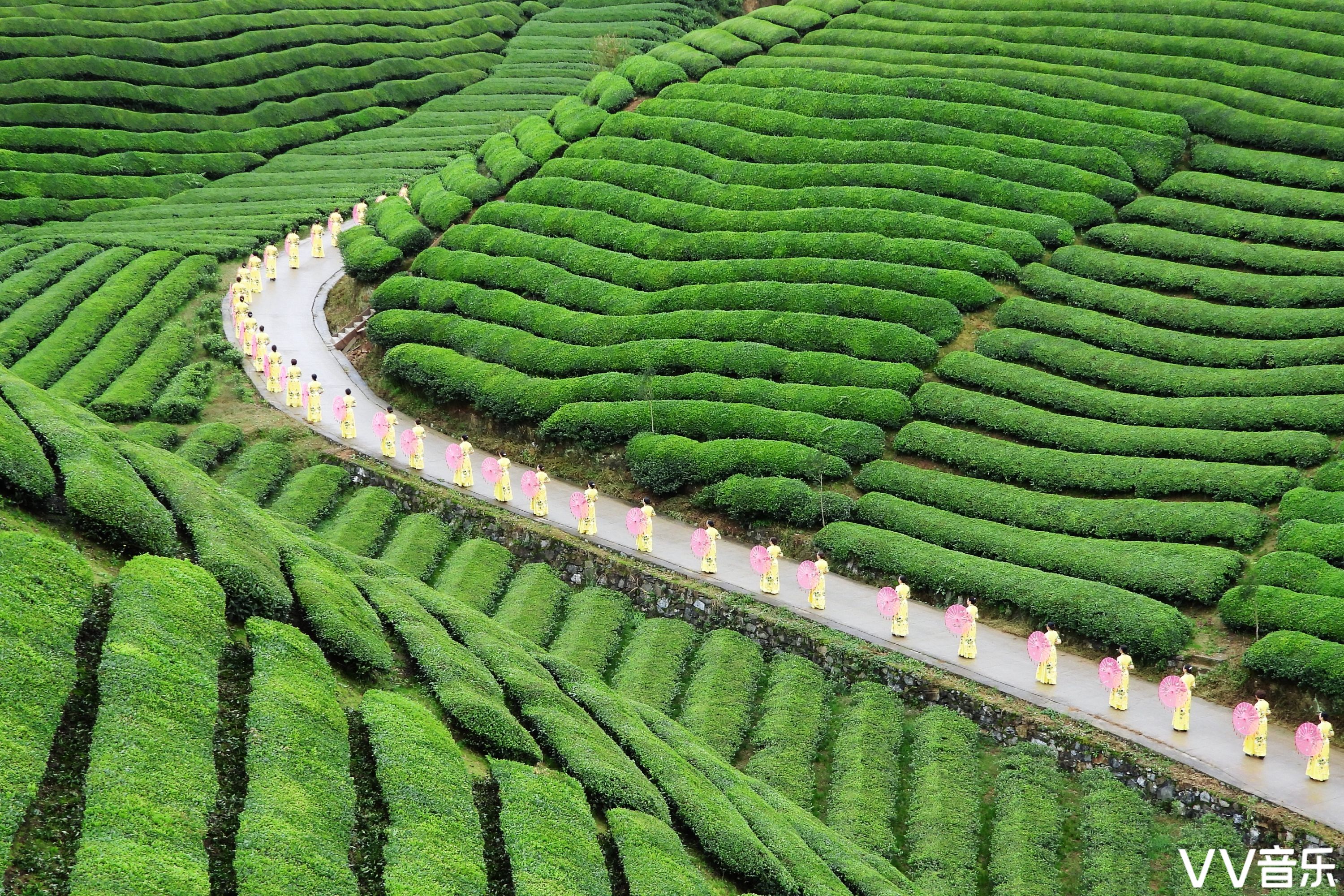 中國最美茶園木耳山