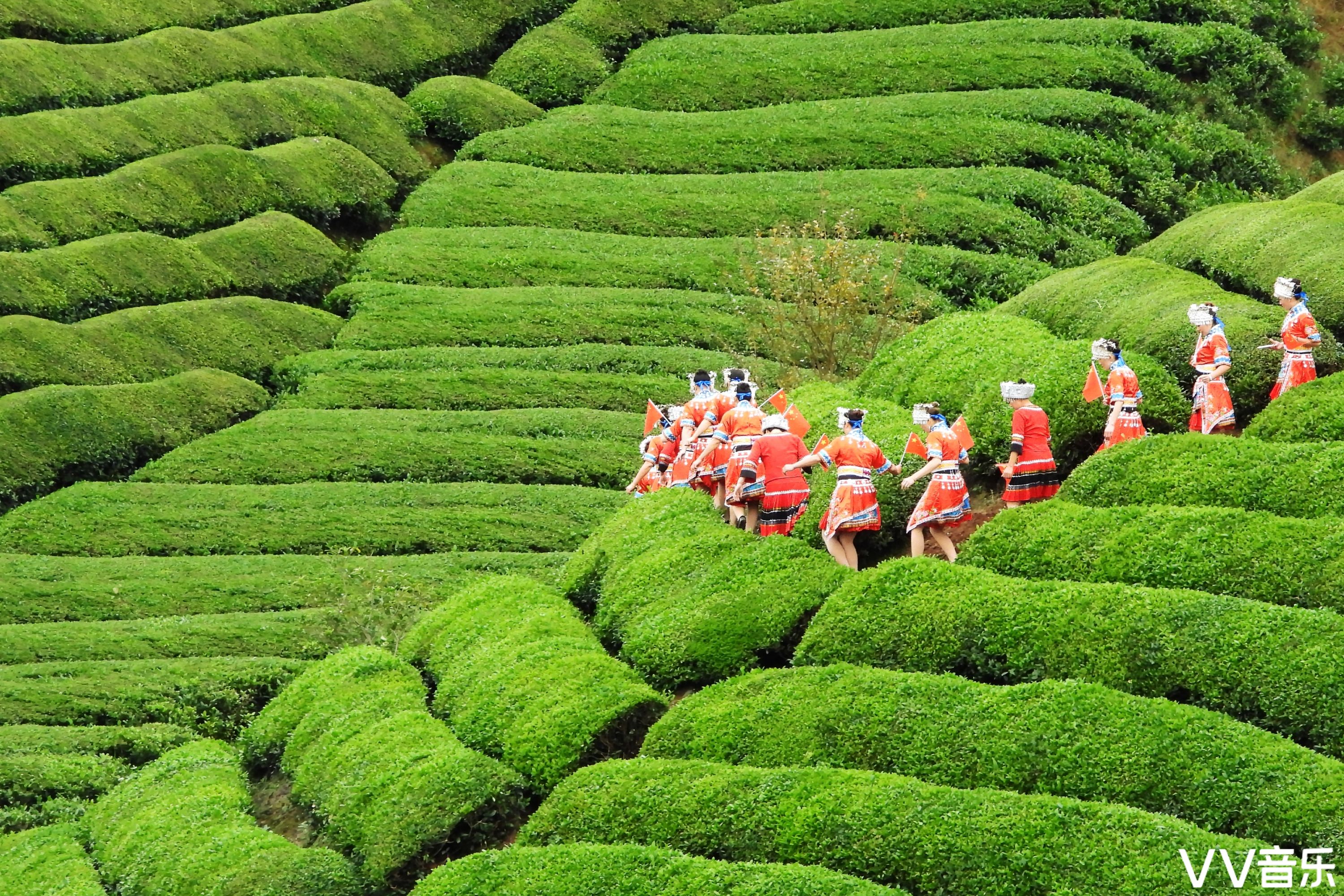 中国最美茶园图片