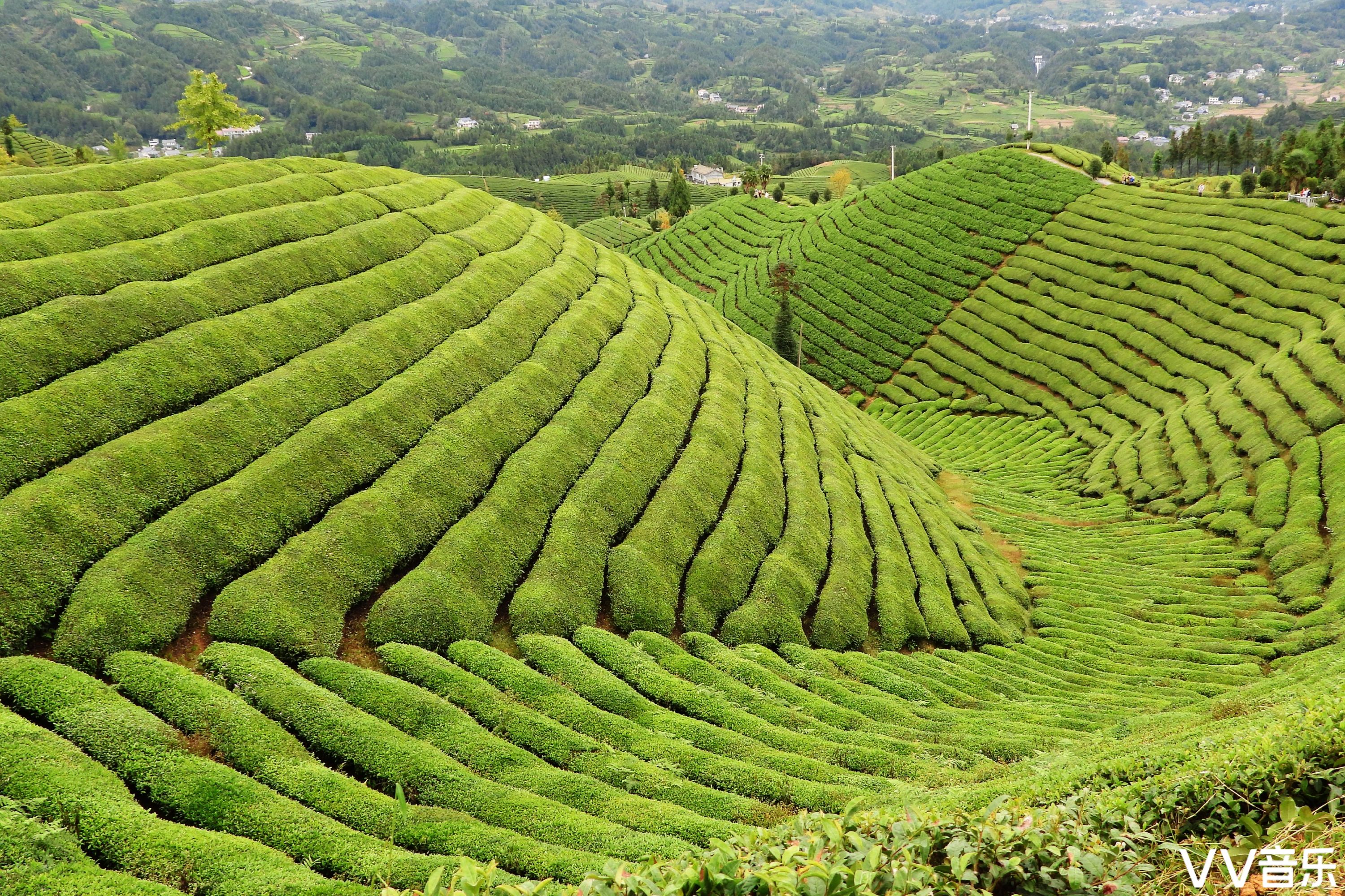 中国十大最美茶园图片