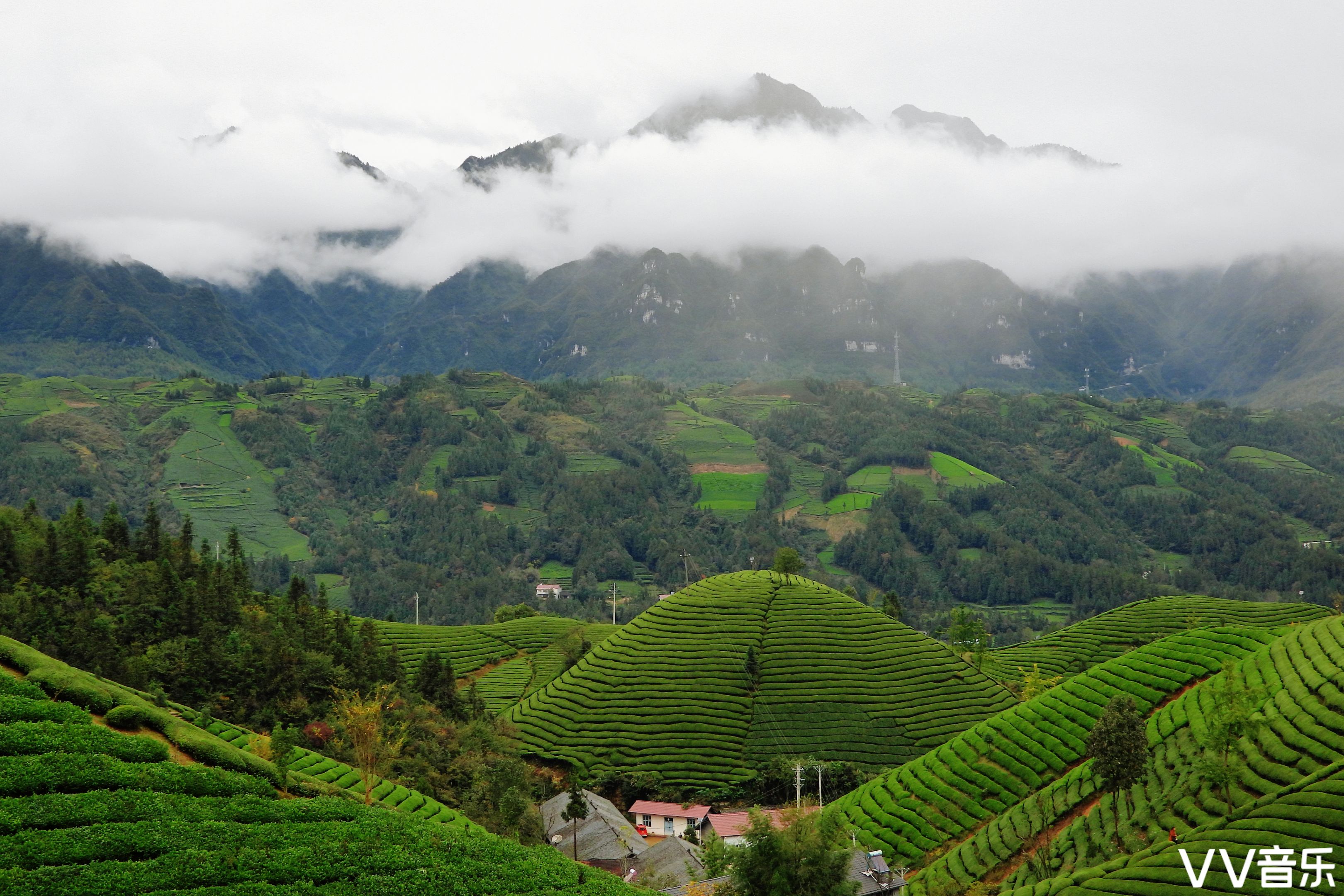 中国十大最美茶园图片