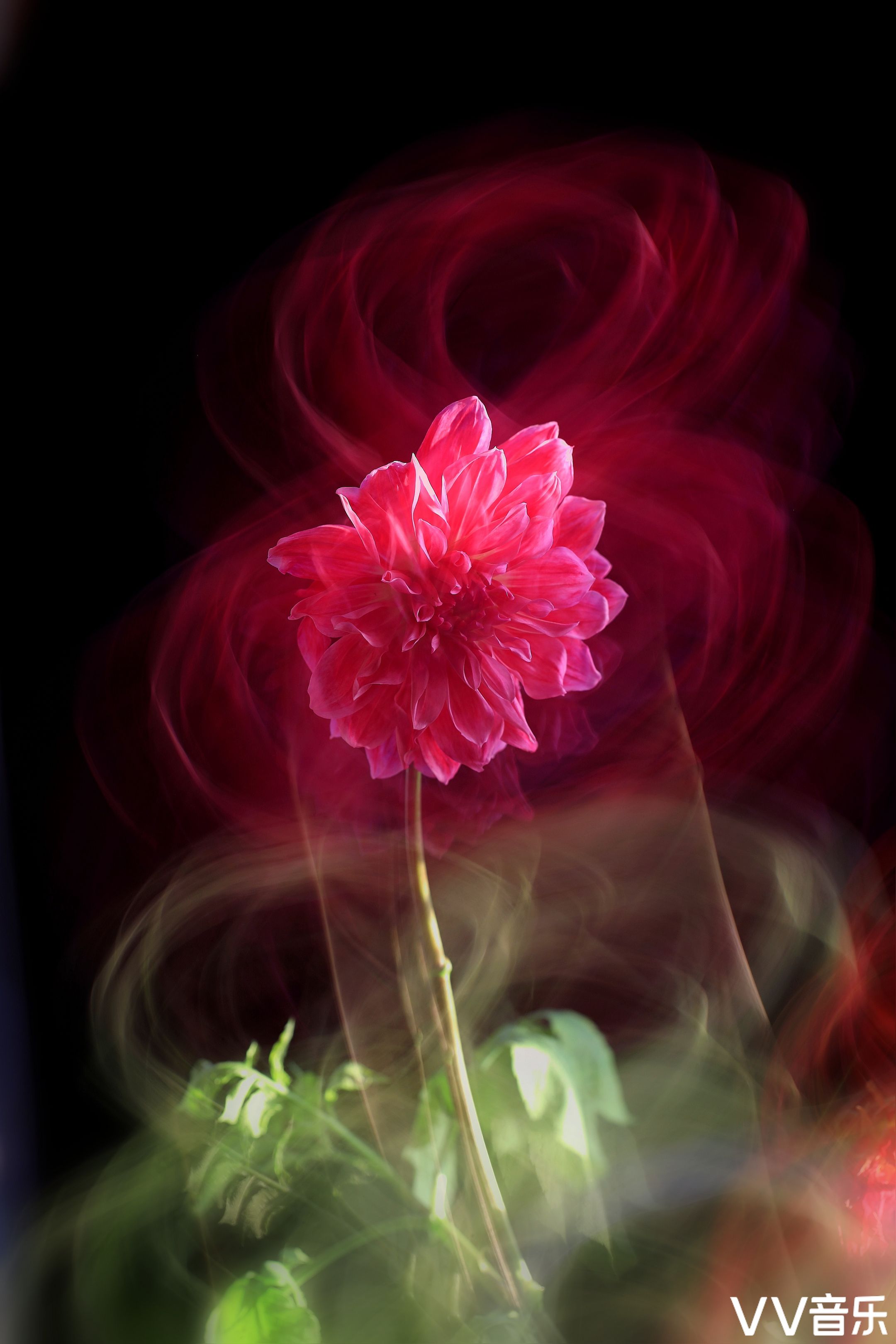 多重曝光摇拍西蕃莲