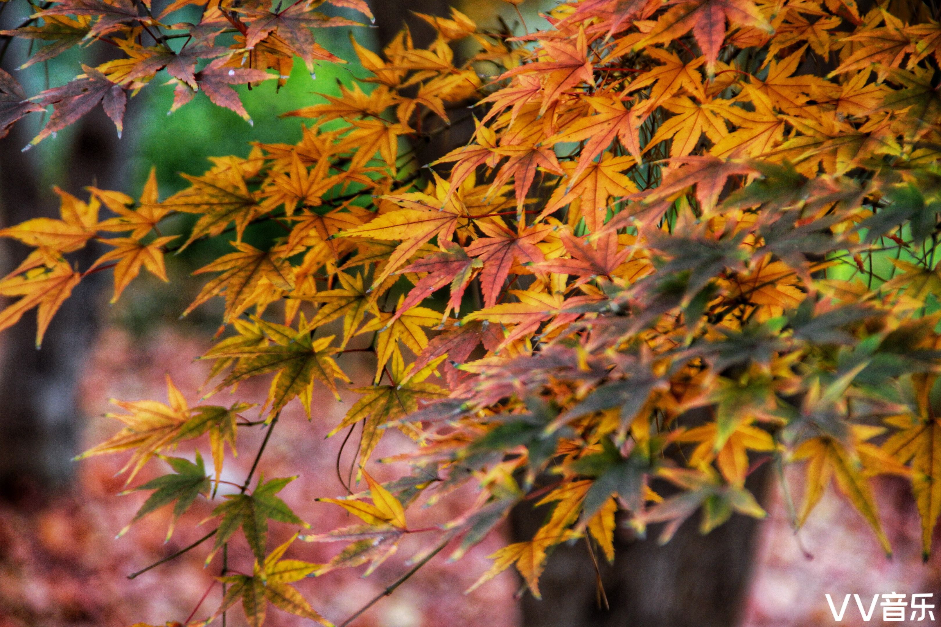 又是一年枫叶红【文声汇影】· 首发