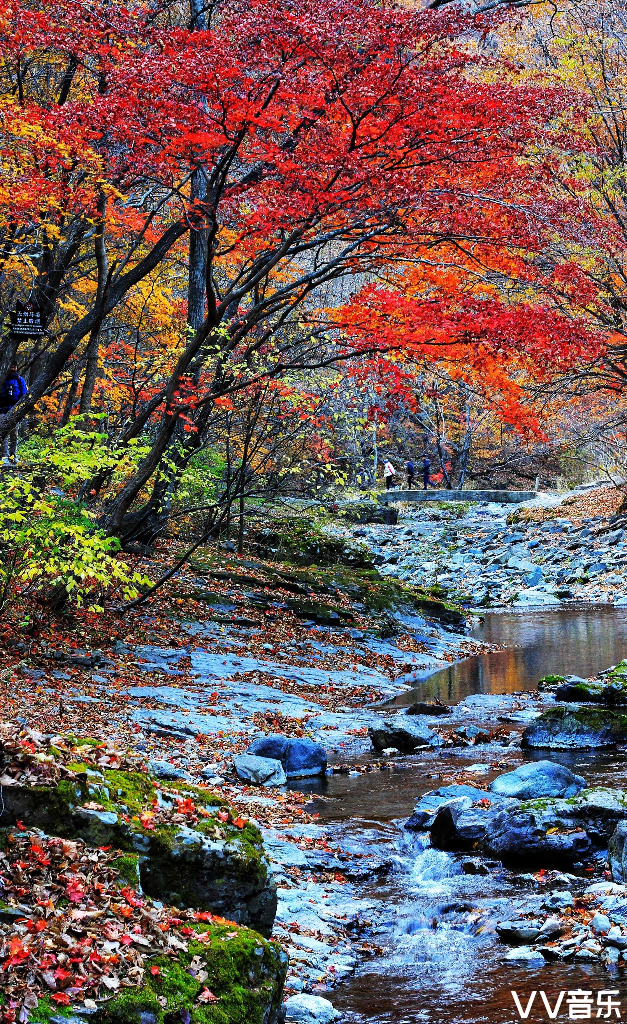 紅楓,渲染關門山秋色