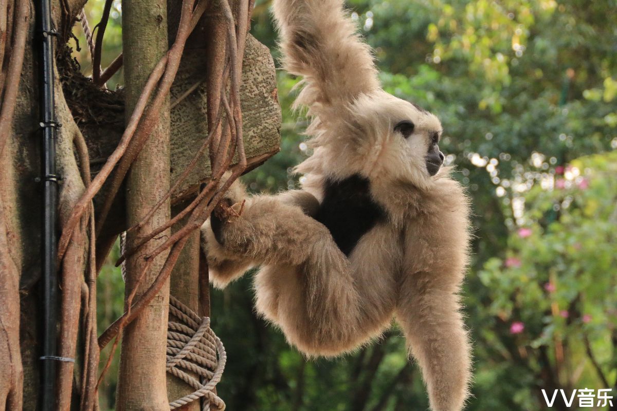 可爱的白颊长臂猿宝宝