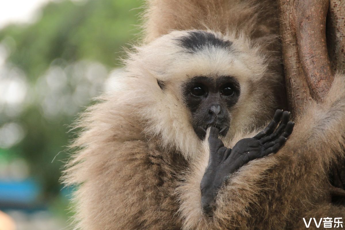 可爱的白颊长臂猿宝宝