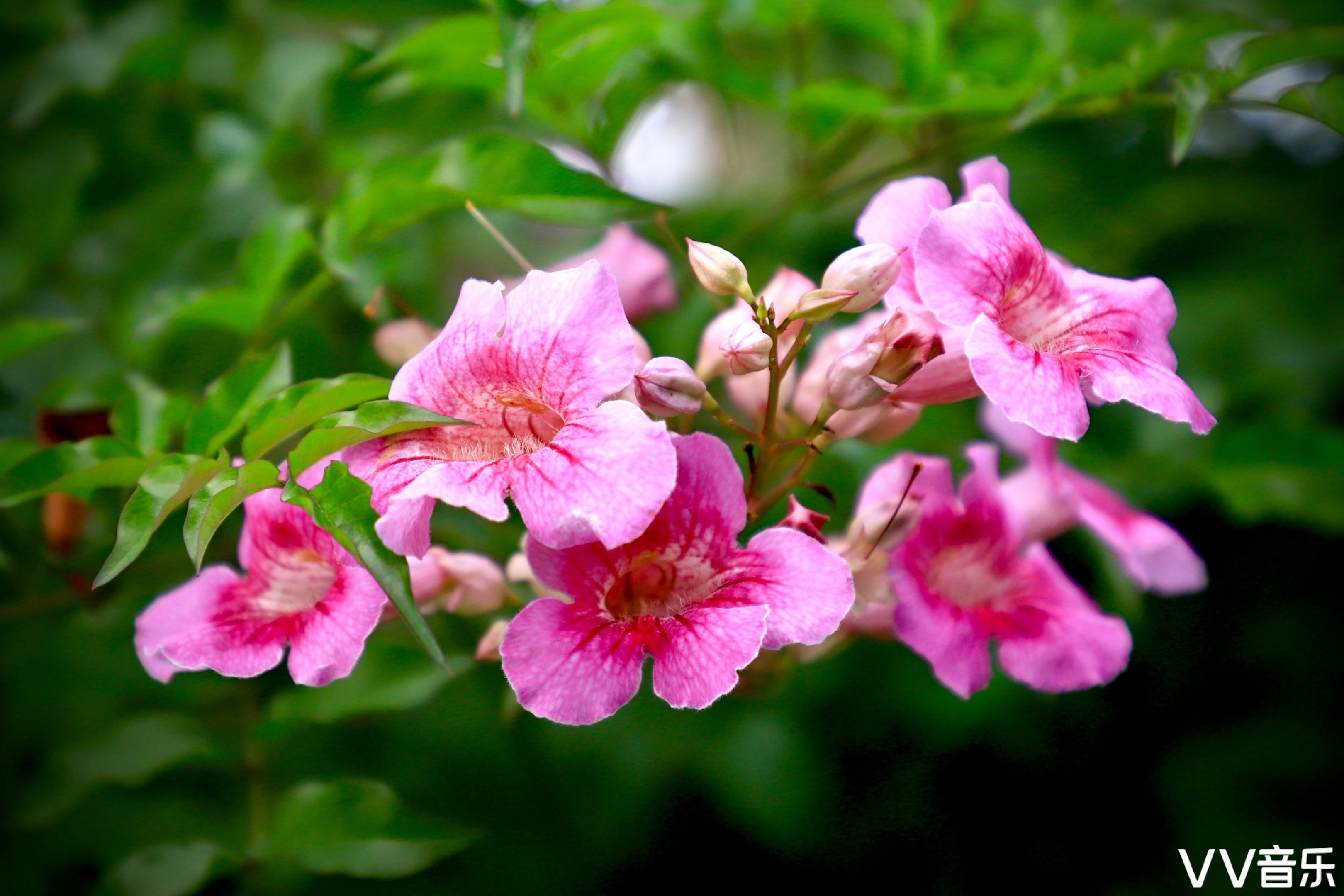 非洲凌霄紫云藤