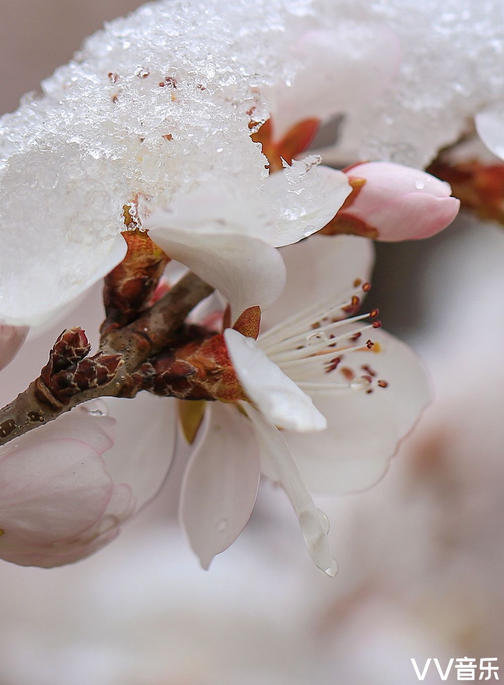 雪戲桃花圖