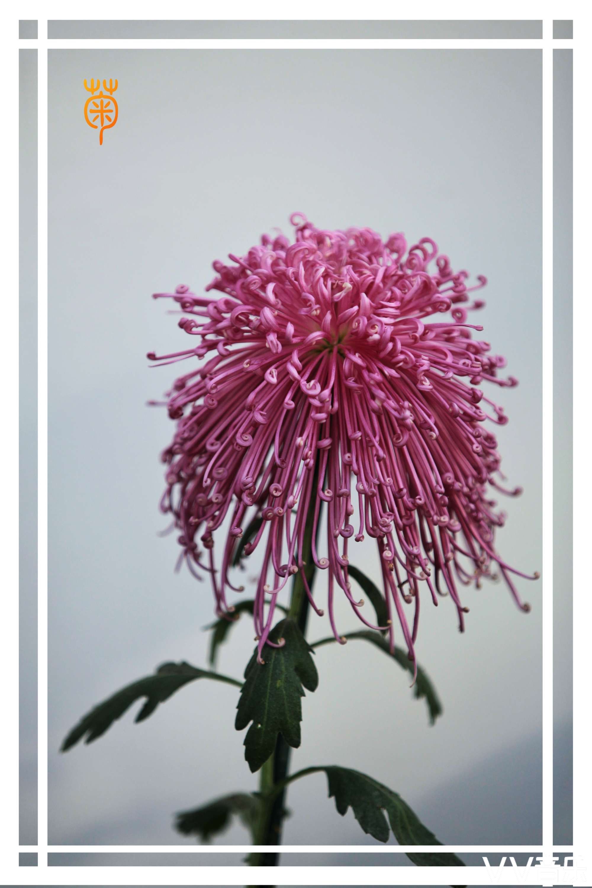 花中四君子梅兰竹菊