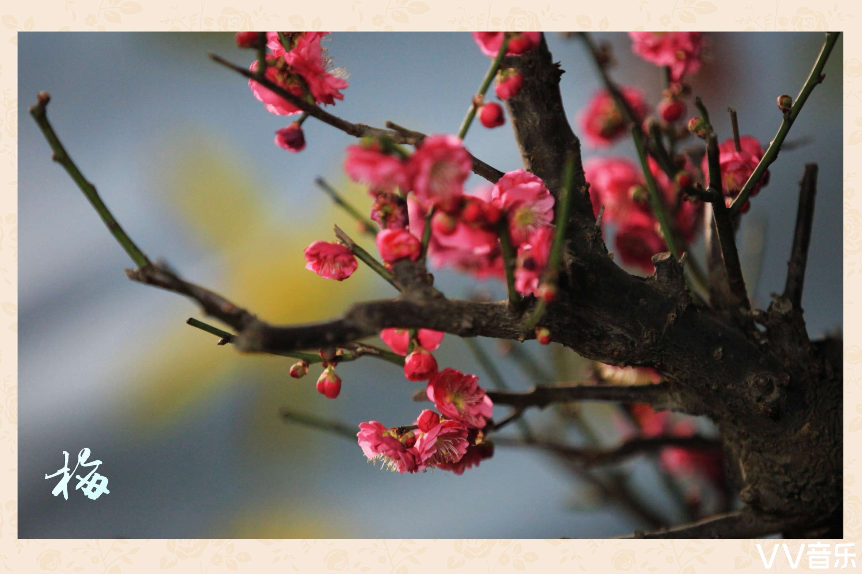 花中四君子梅兰竹菊