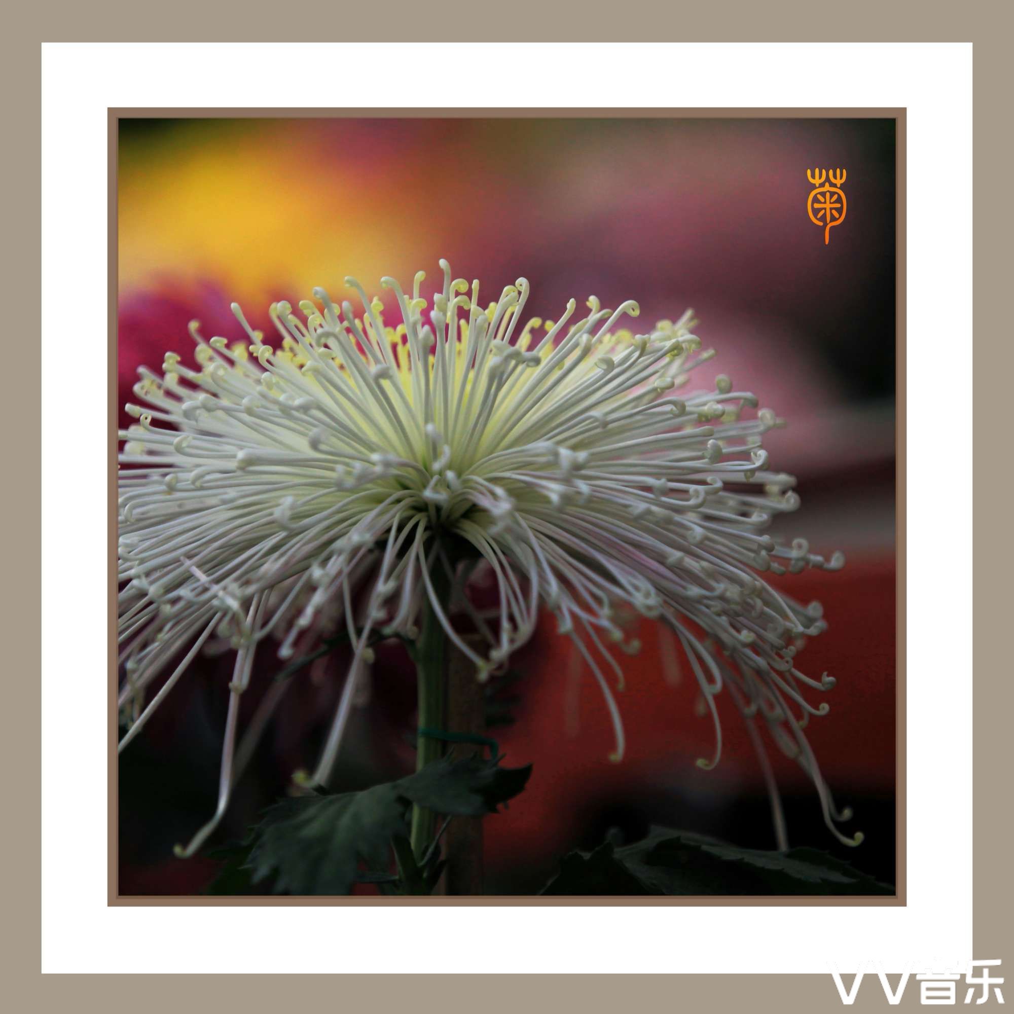 花中四君子梅兰竹菊