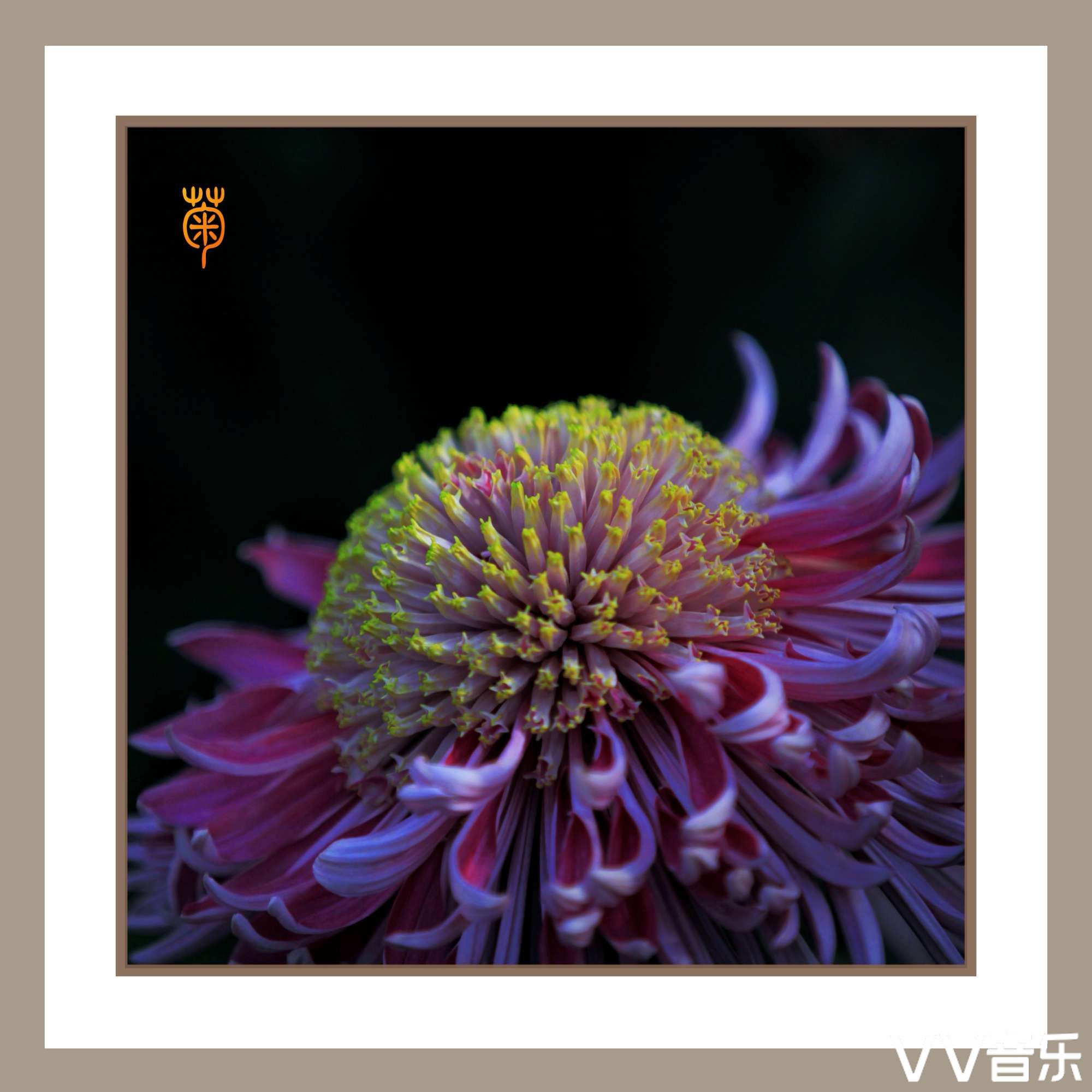 花中四君子梅兰竹菊