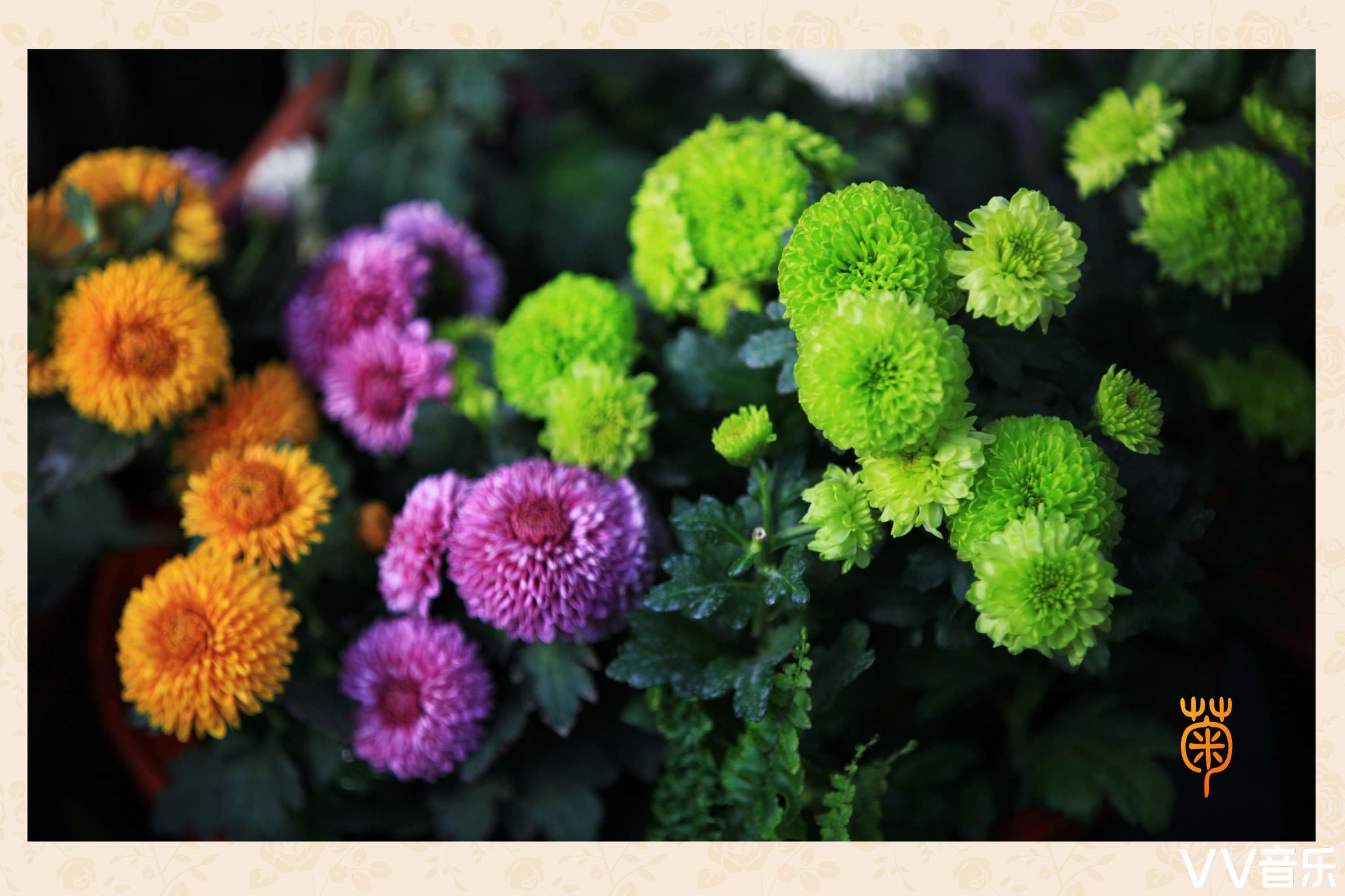 花中四君子梅兰竹菊