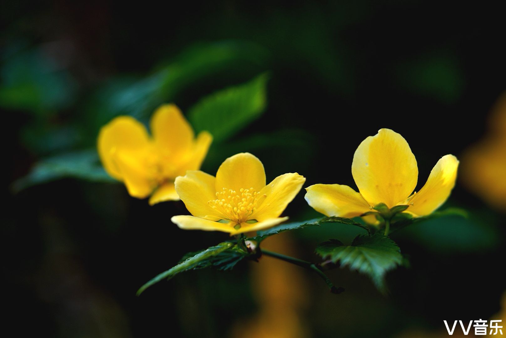 小小隶堂花单瓣儿美丽又风情