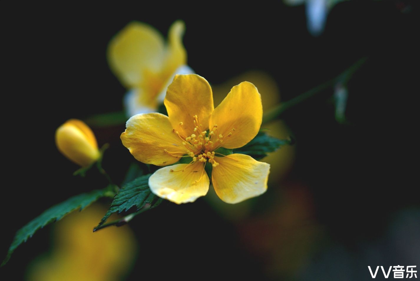 小小隶堂花单瓣儿美丽又风情