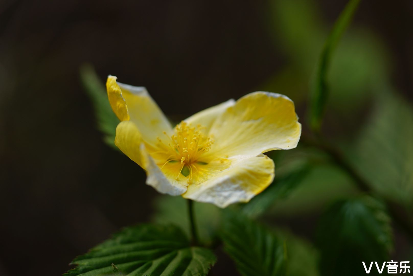 小小隶堂花单瓣儿美丽又风情