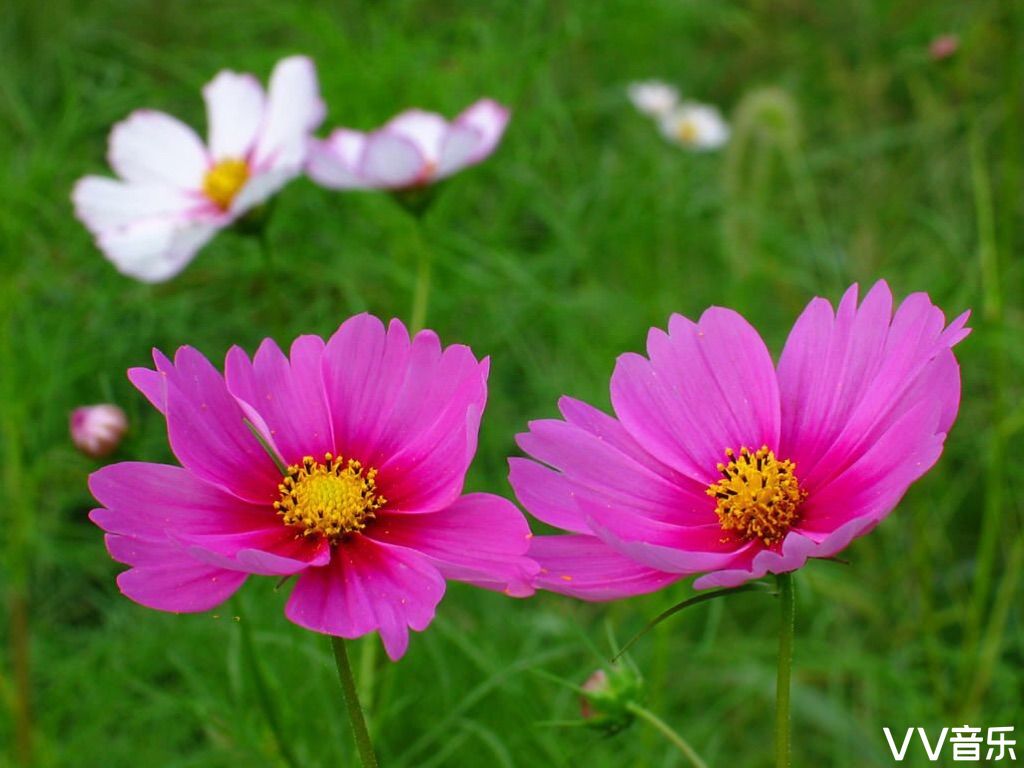 幸福之花格桑花