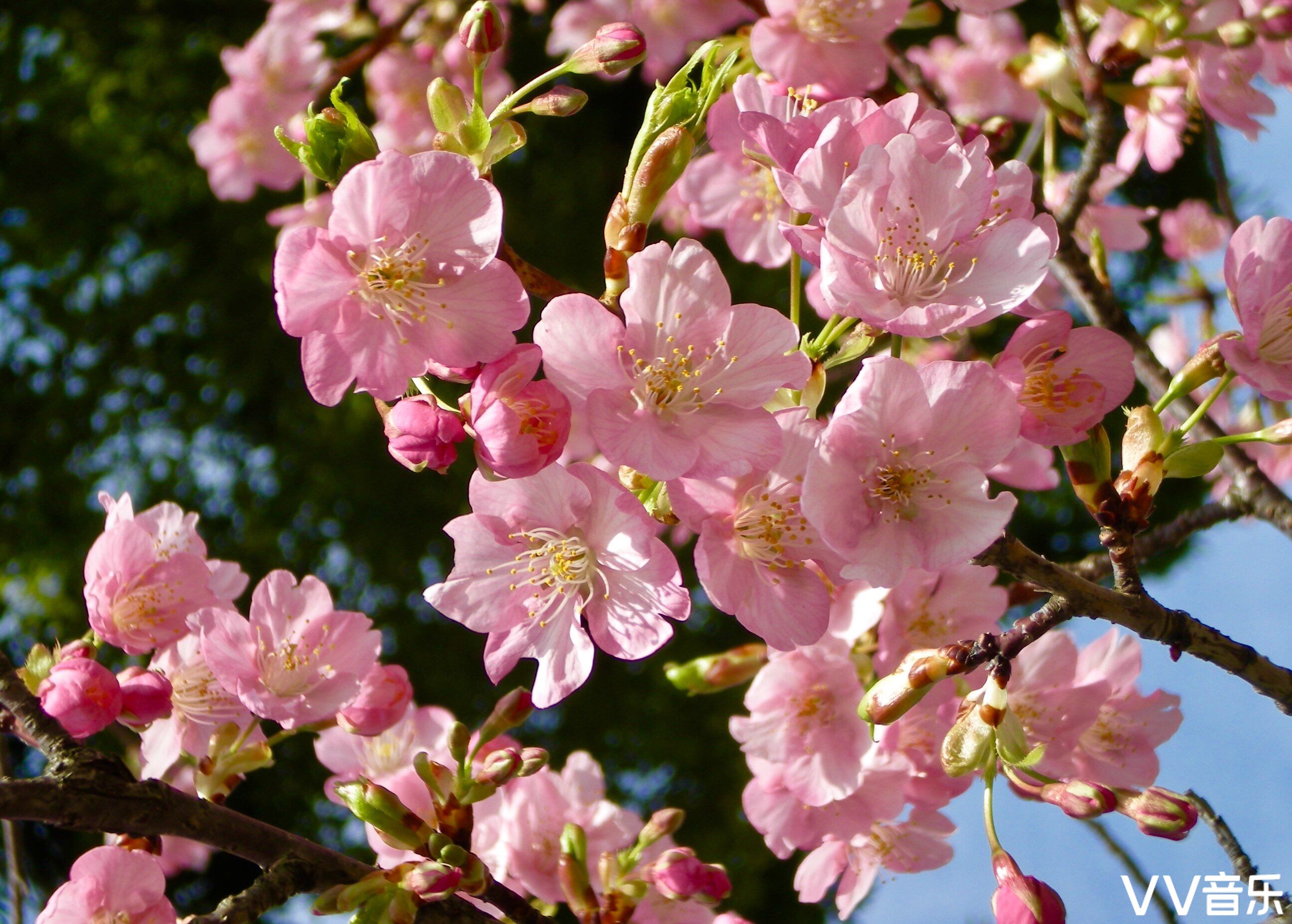 春樱你烂漫邂逅人间四月天
