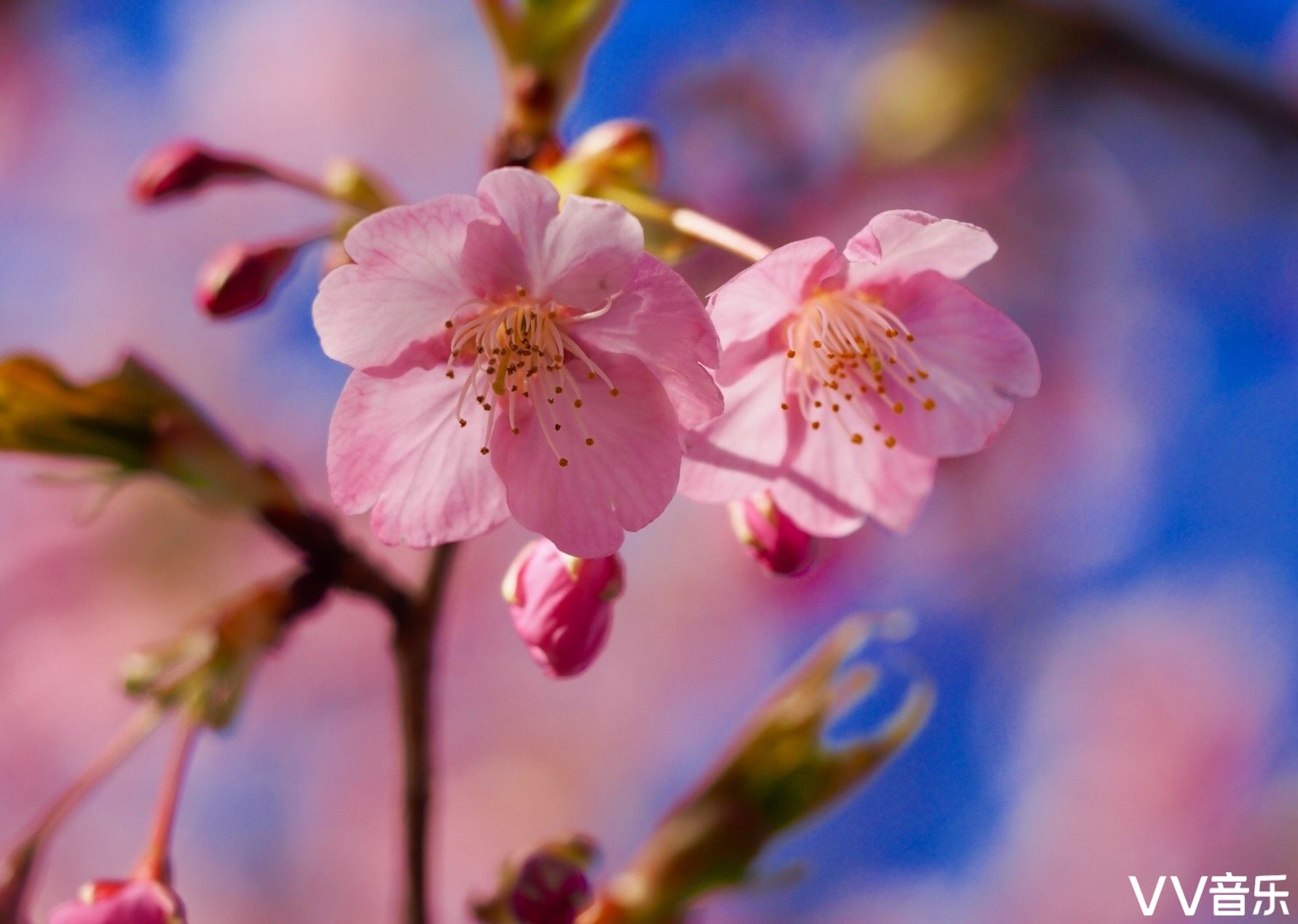 春樱你烂漫邂逅人间四月天