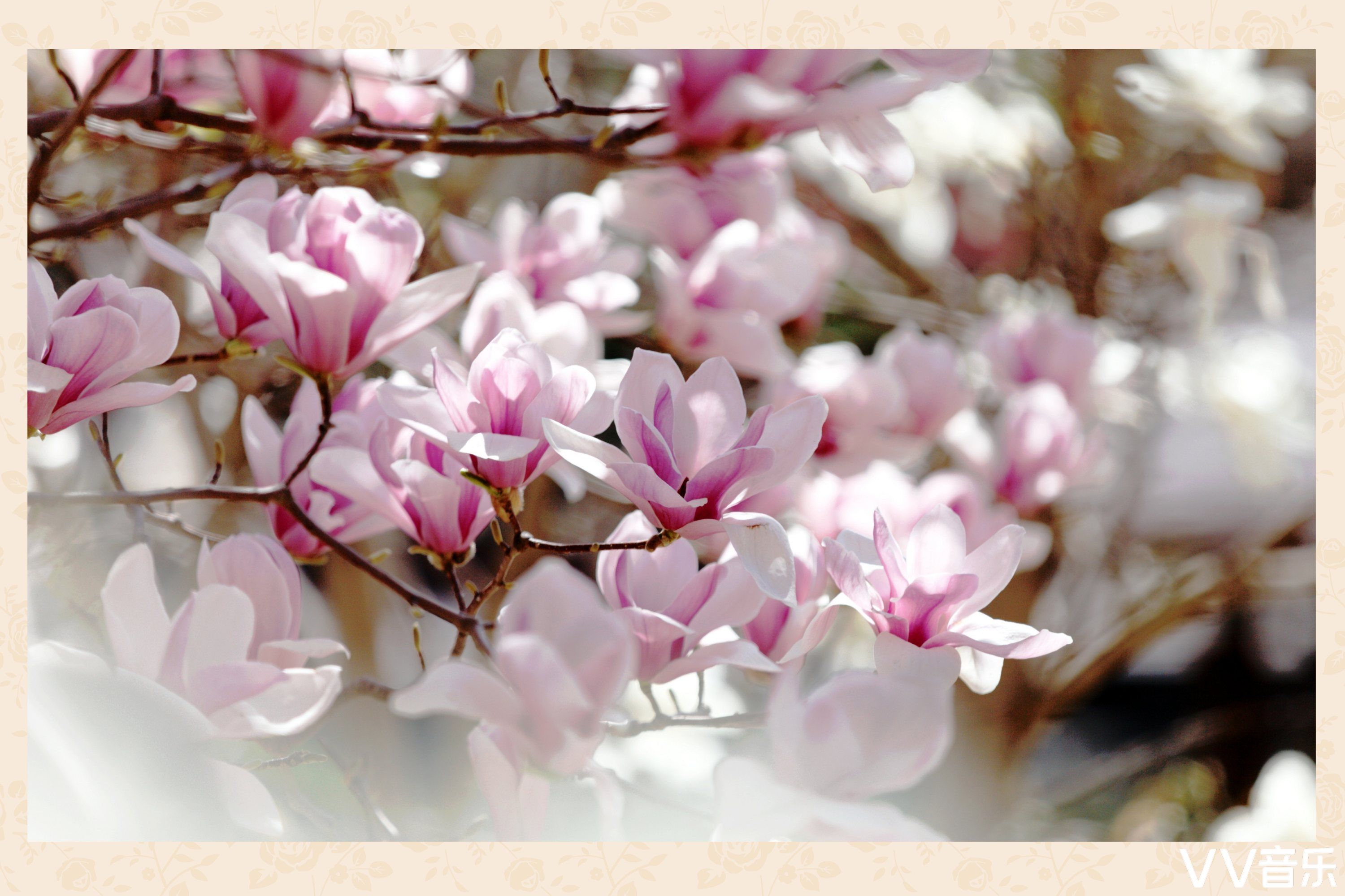 春花怒放之玉兰