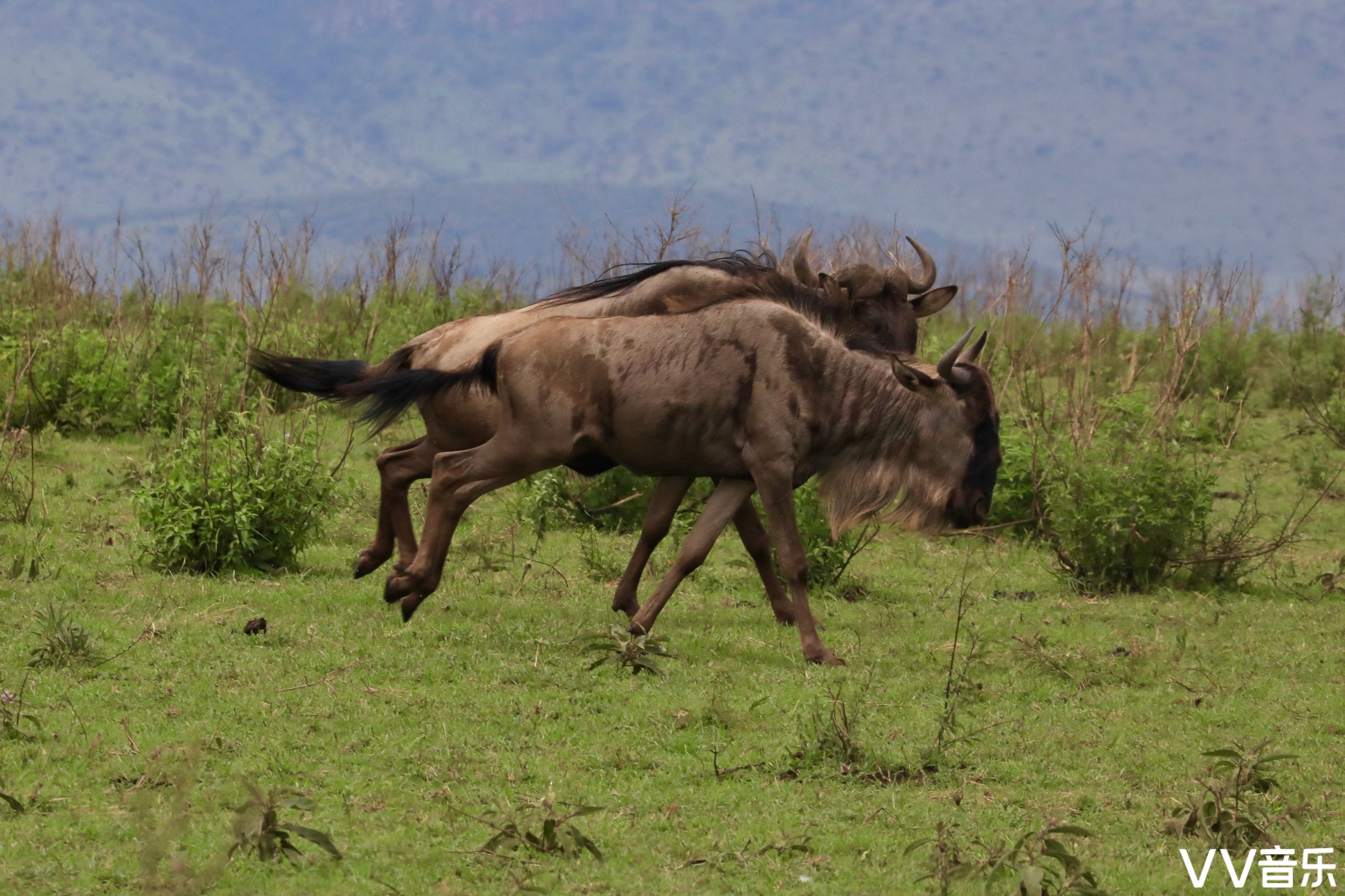 肯尼亚之旅走进动物世界五非洲角马