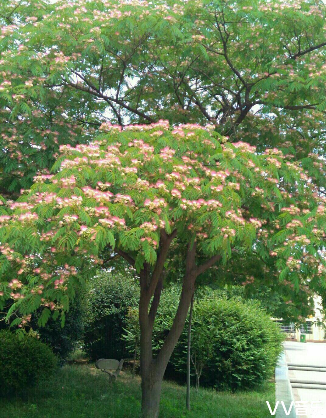 我心中的合欢花