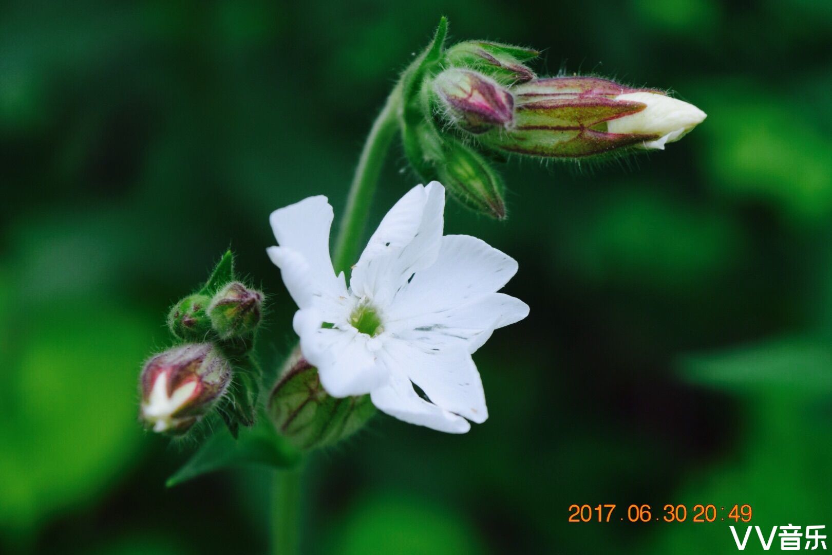 白花如玉子房大, 调经下乳有奇效.