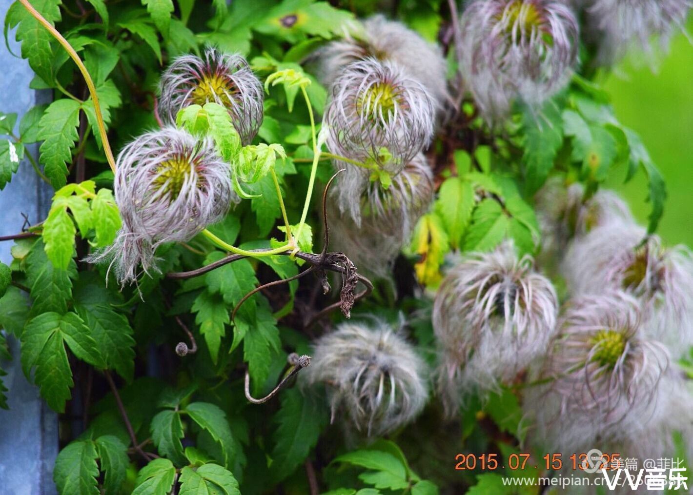 草质藤本多年生, 绿叶卵状锯齿长. 瓣如铁线花色多, 家居可作绿篱墙.