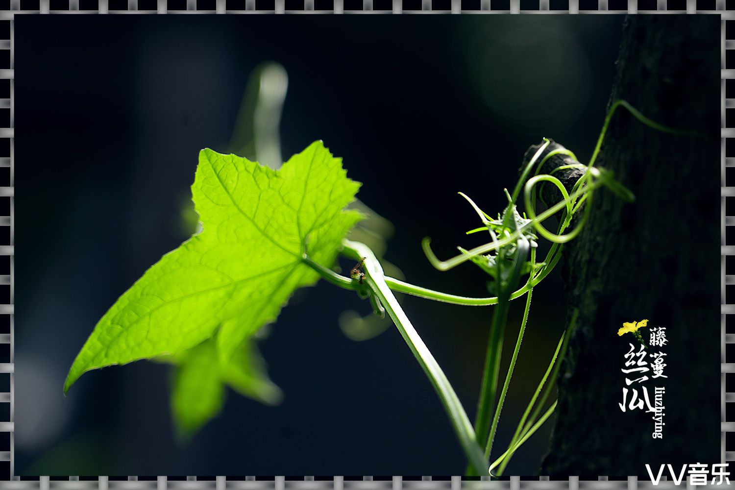 丝瓜藤蔓千姿百态