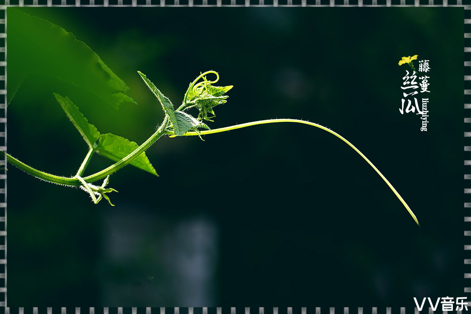 丝瓜藤蔓千姿百态