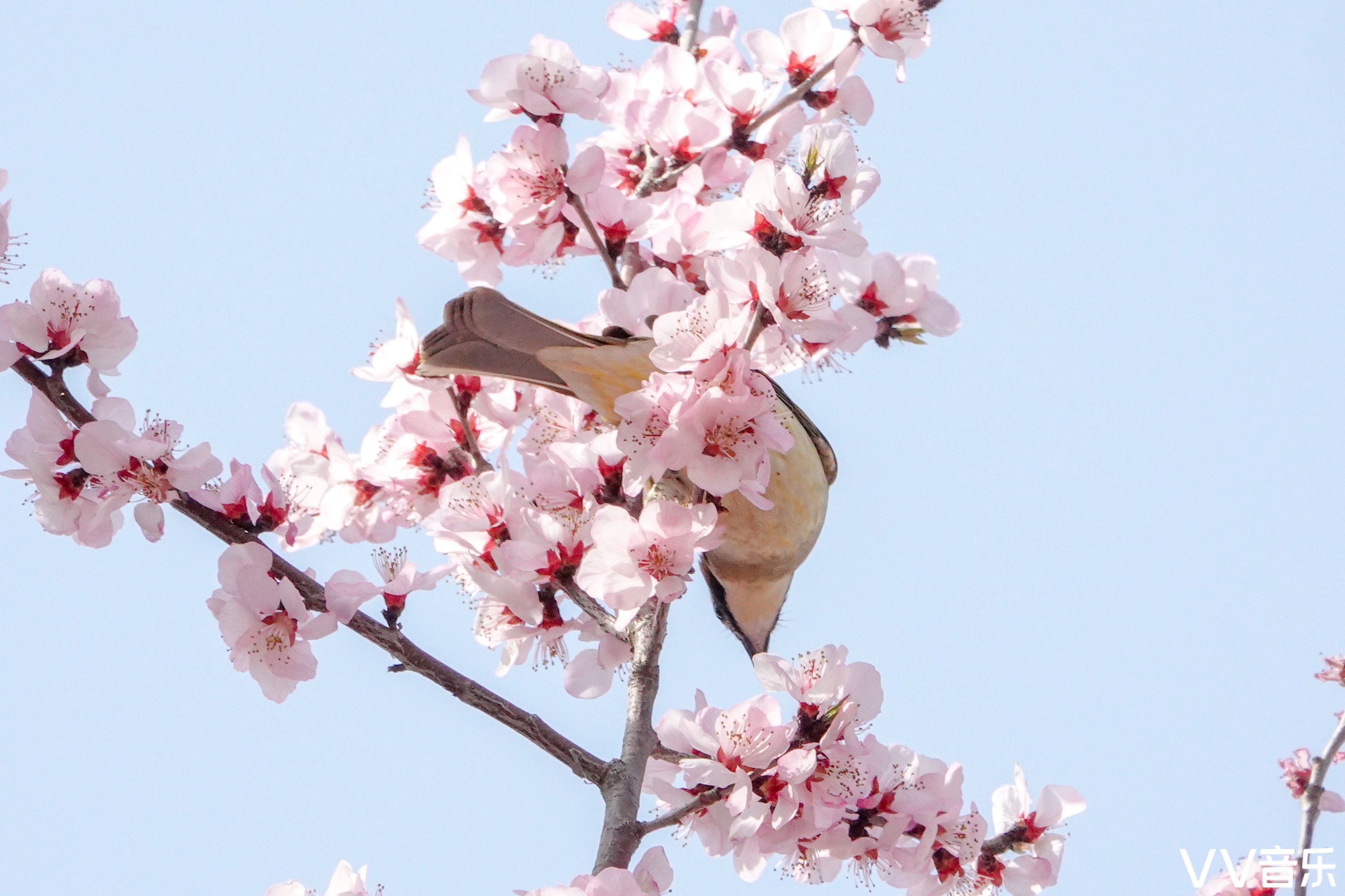 桃红柳绿鸟语花香