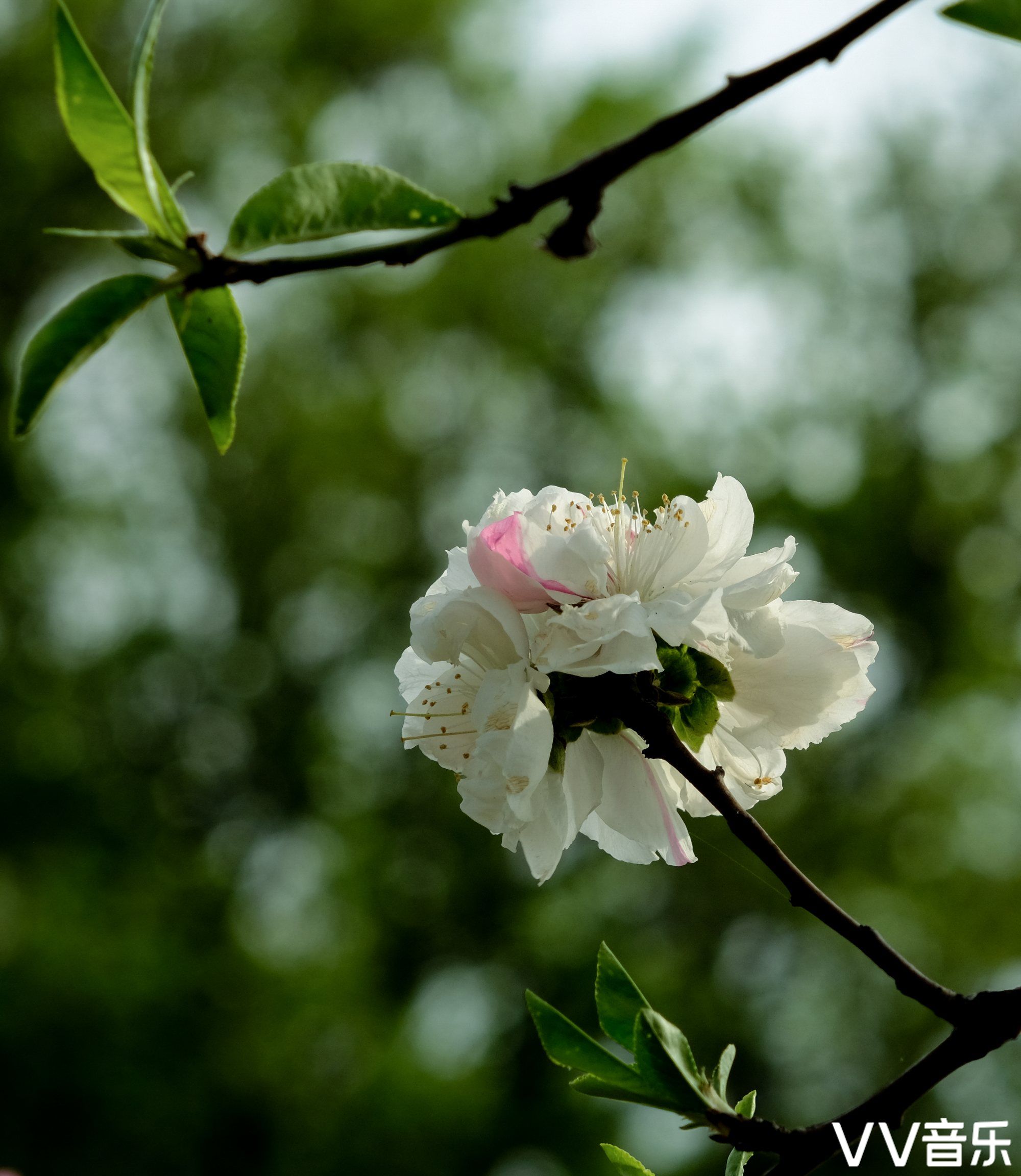 常见的品种有红花绿叶碧桃红花紫叶碧桃