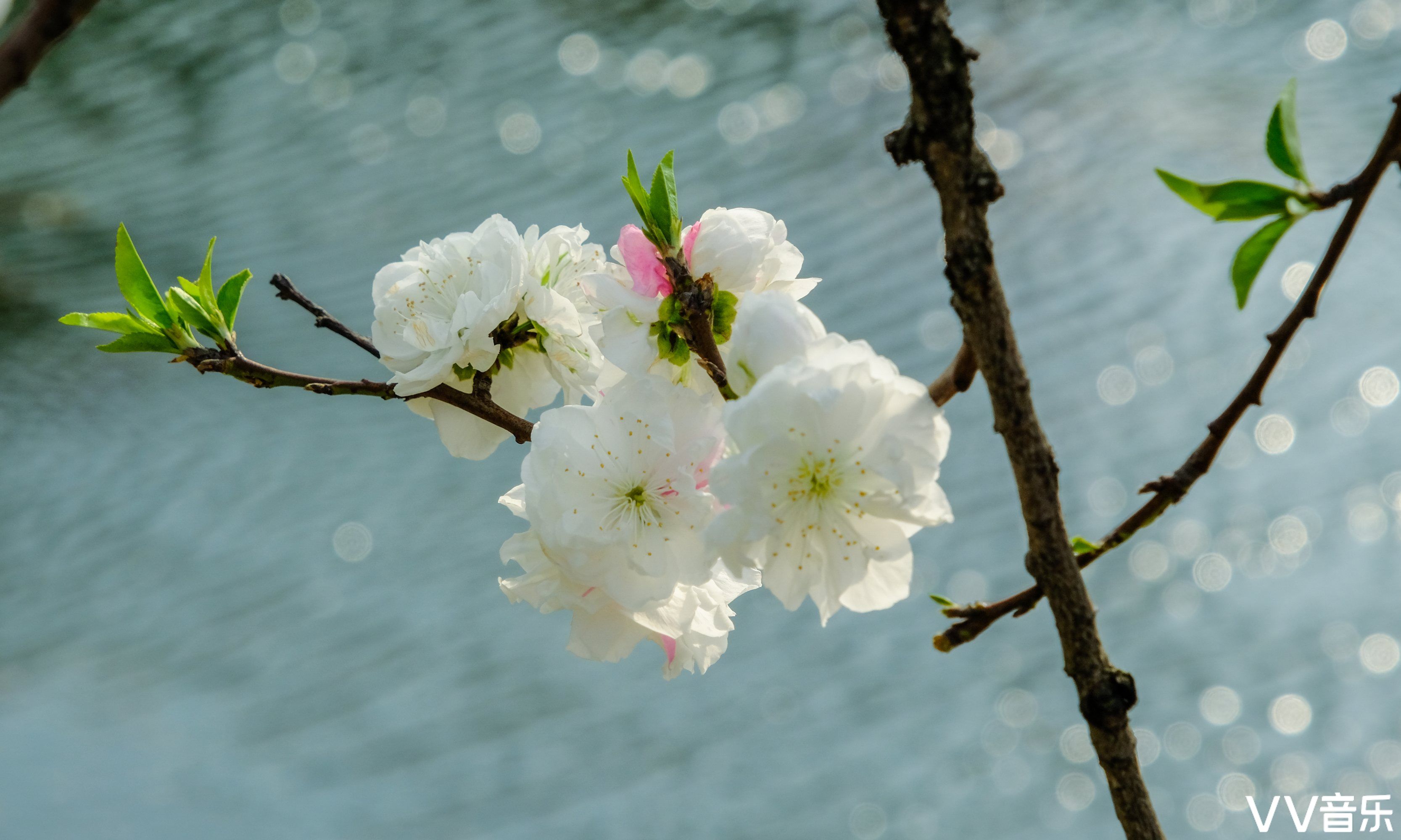 碧桃花期图片