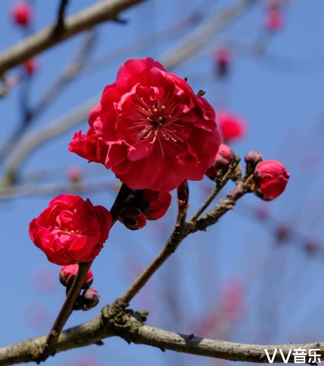 常见的品种有红花绿叶碧桃红花紫叶碧桃
