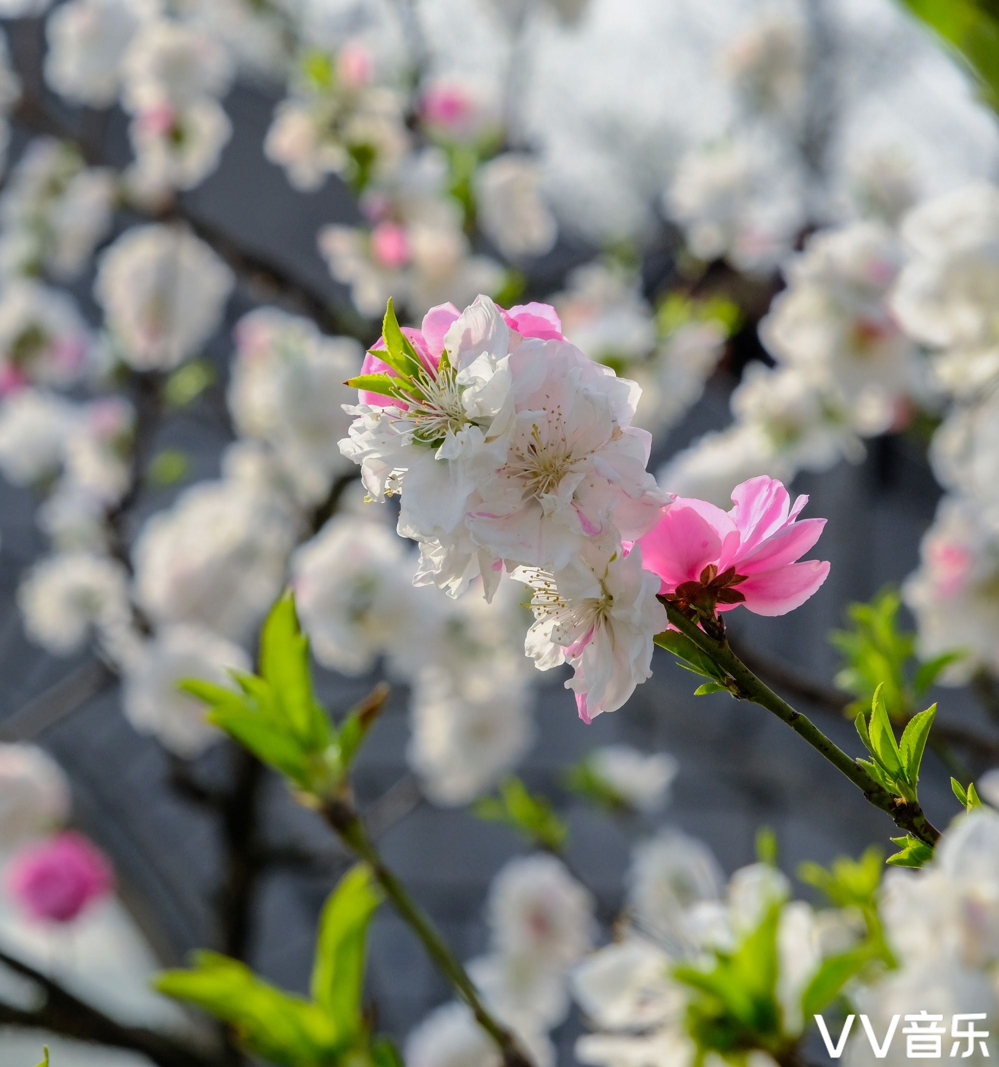 常见的品种有红花绿叶碧桃红花紫叶碧桃