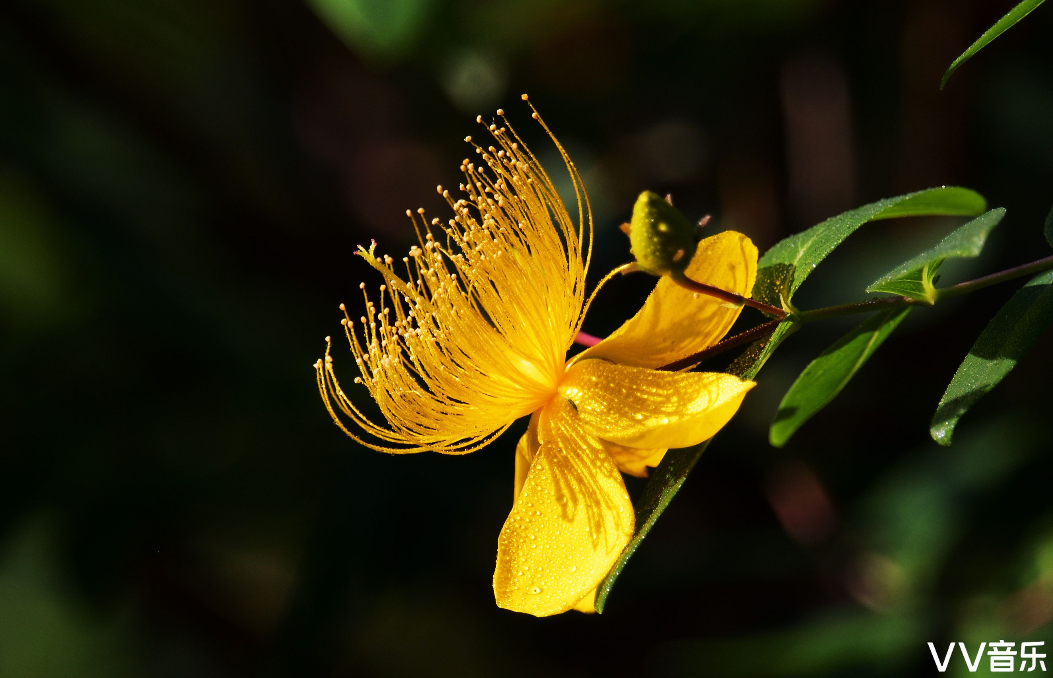 惹人喜爱的金丝桃花